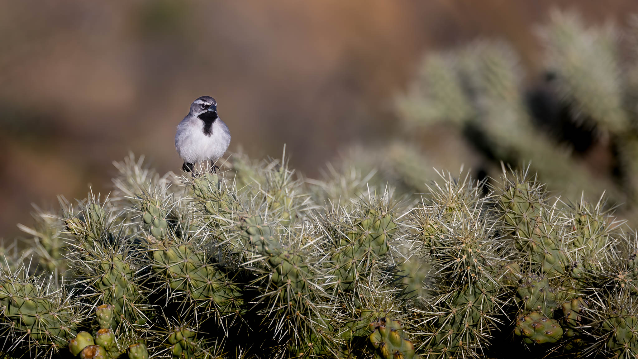 Black Throated Sparrow - Prickly Perch