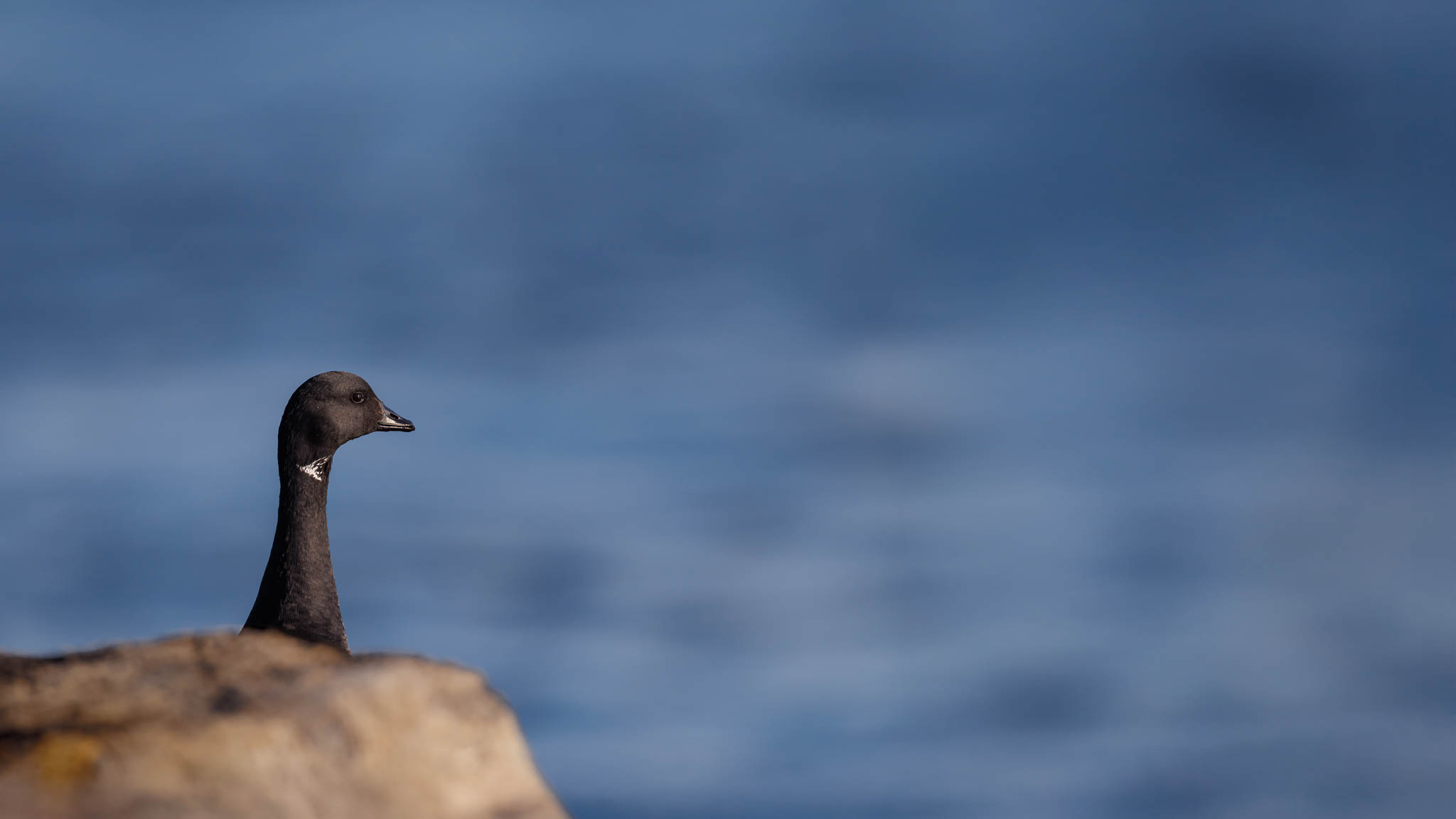 Brant - Between Rock And Sea