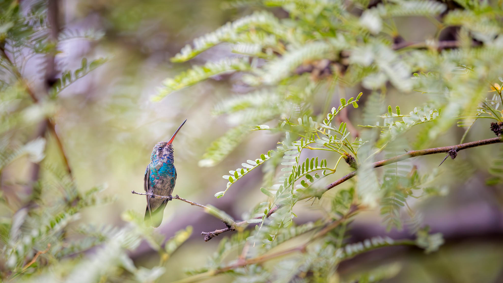 Broad Billed Hummingbird - Emerald In The Thicket