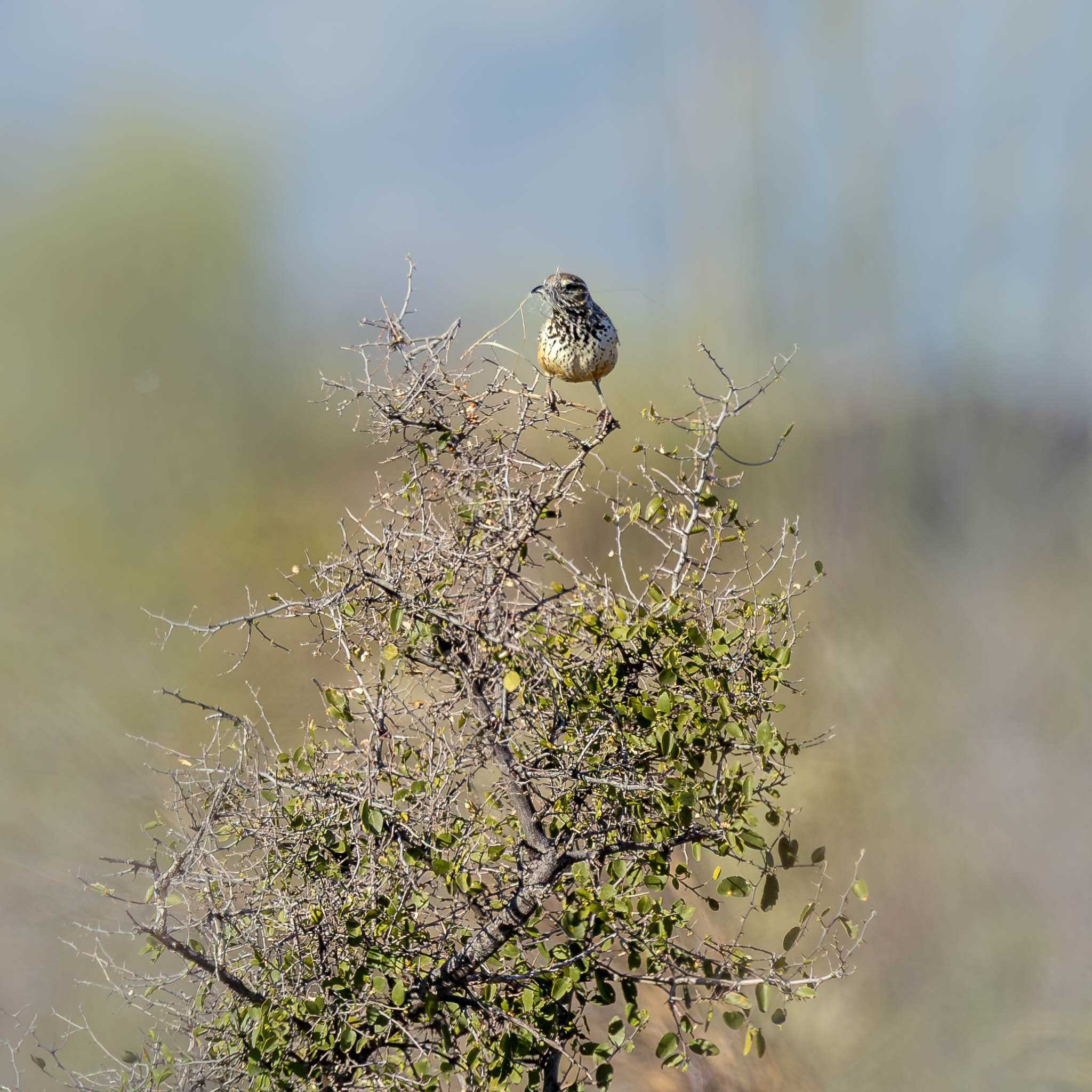 Cactus Wren - Building A Home In The Thorns