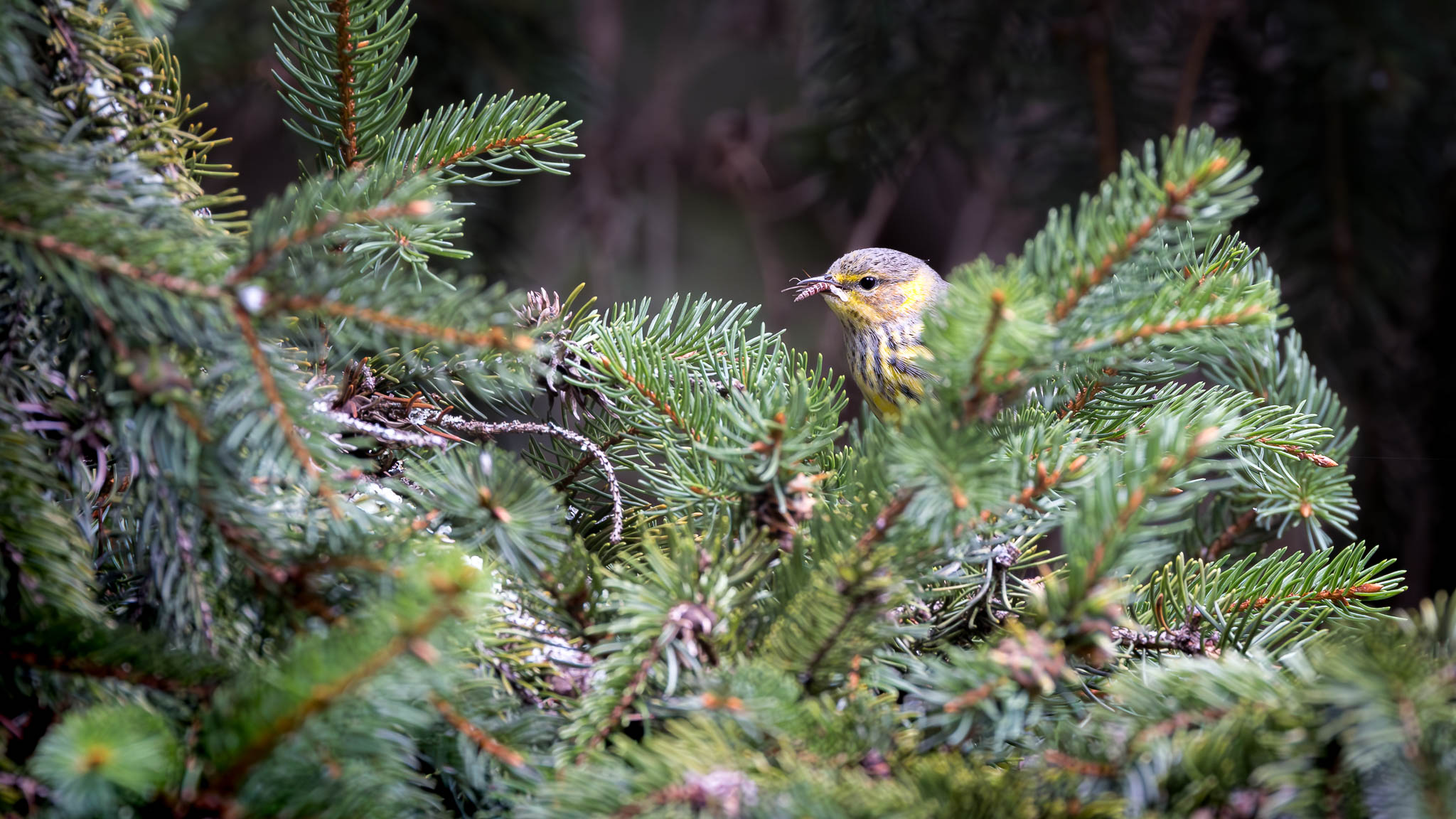 Cape May Warbler - A Pine Snack