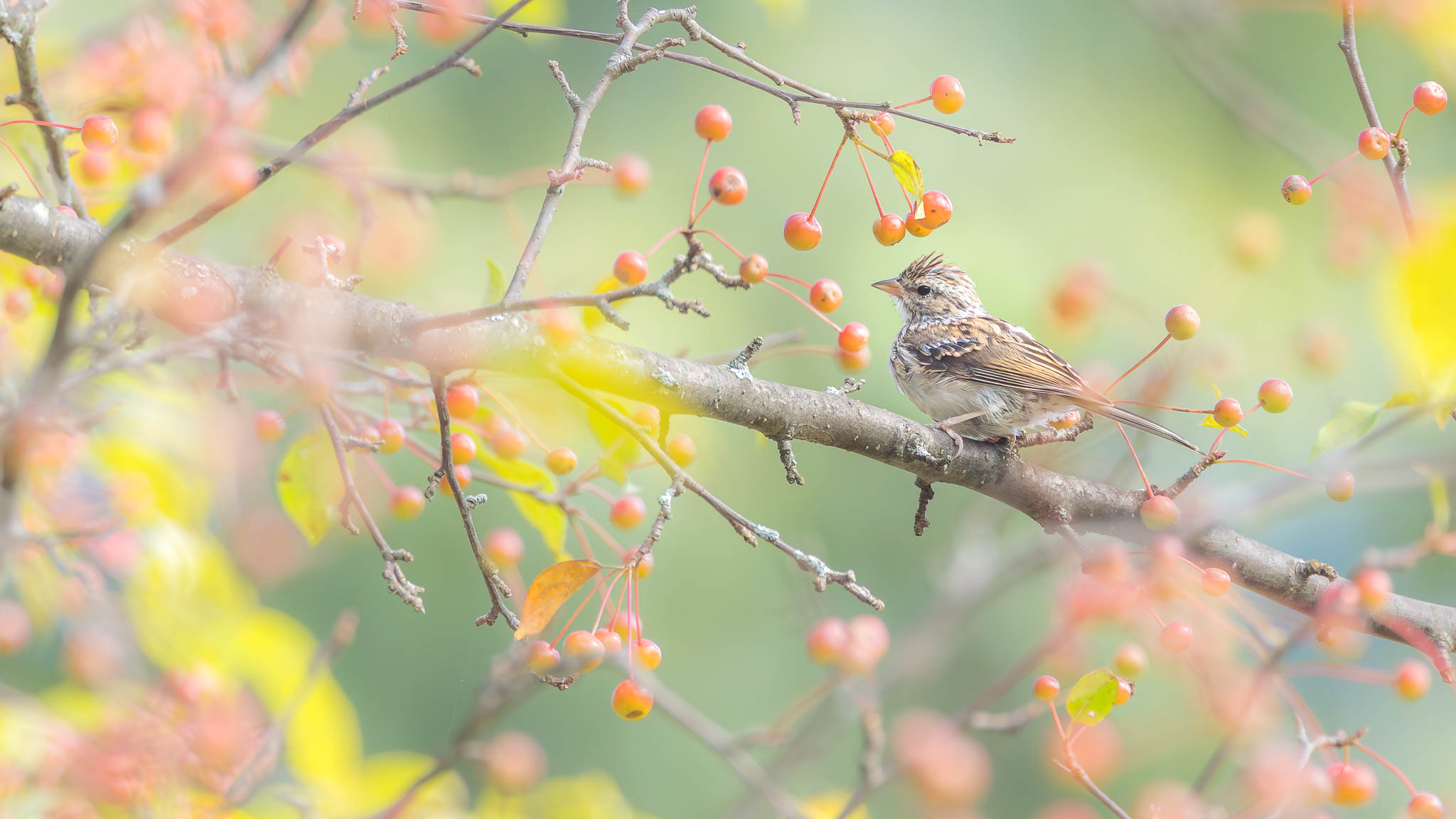 Chipping Sparrow - Perched In Pastel