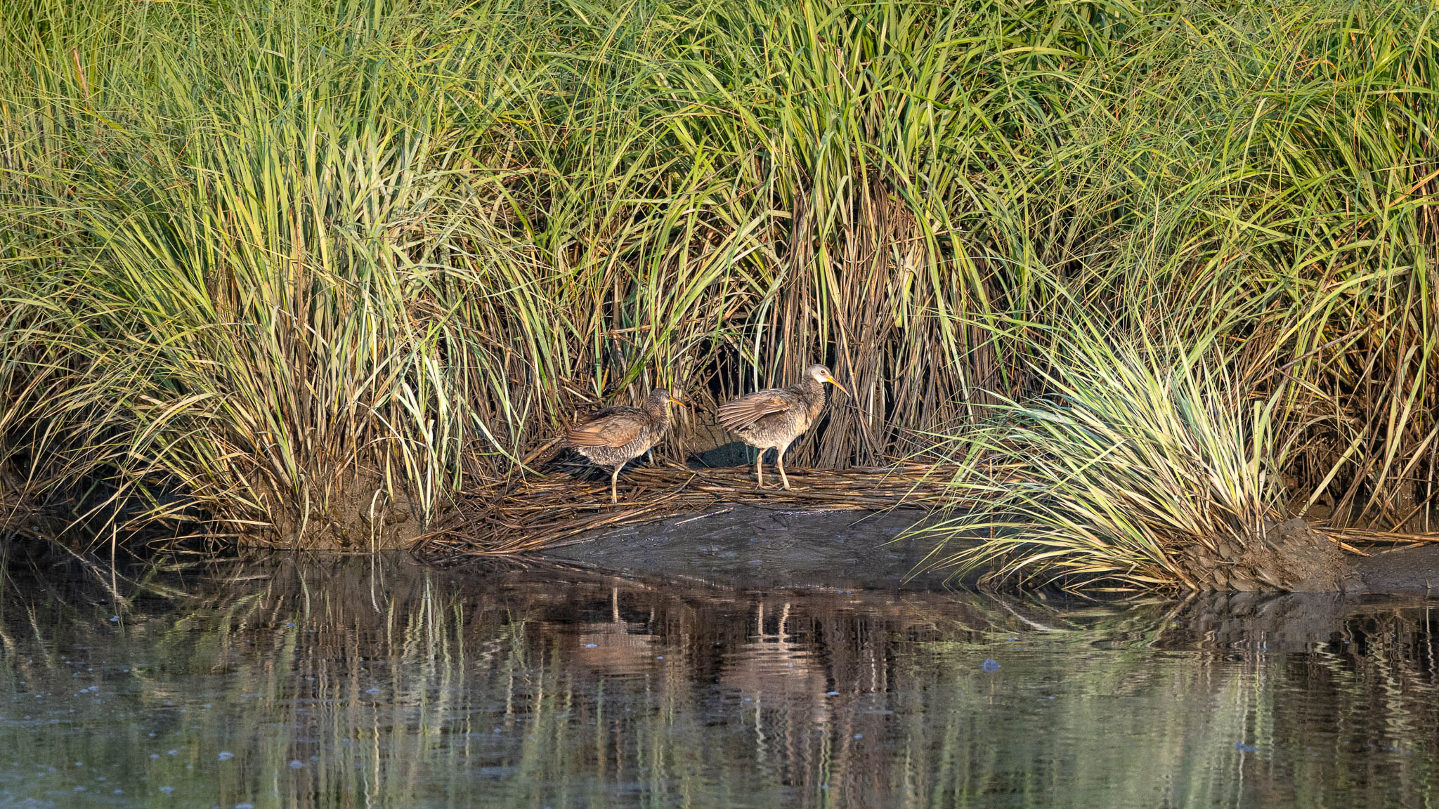 Clapper Rail - Marsh Passage