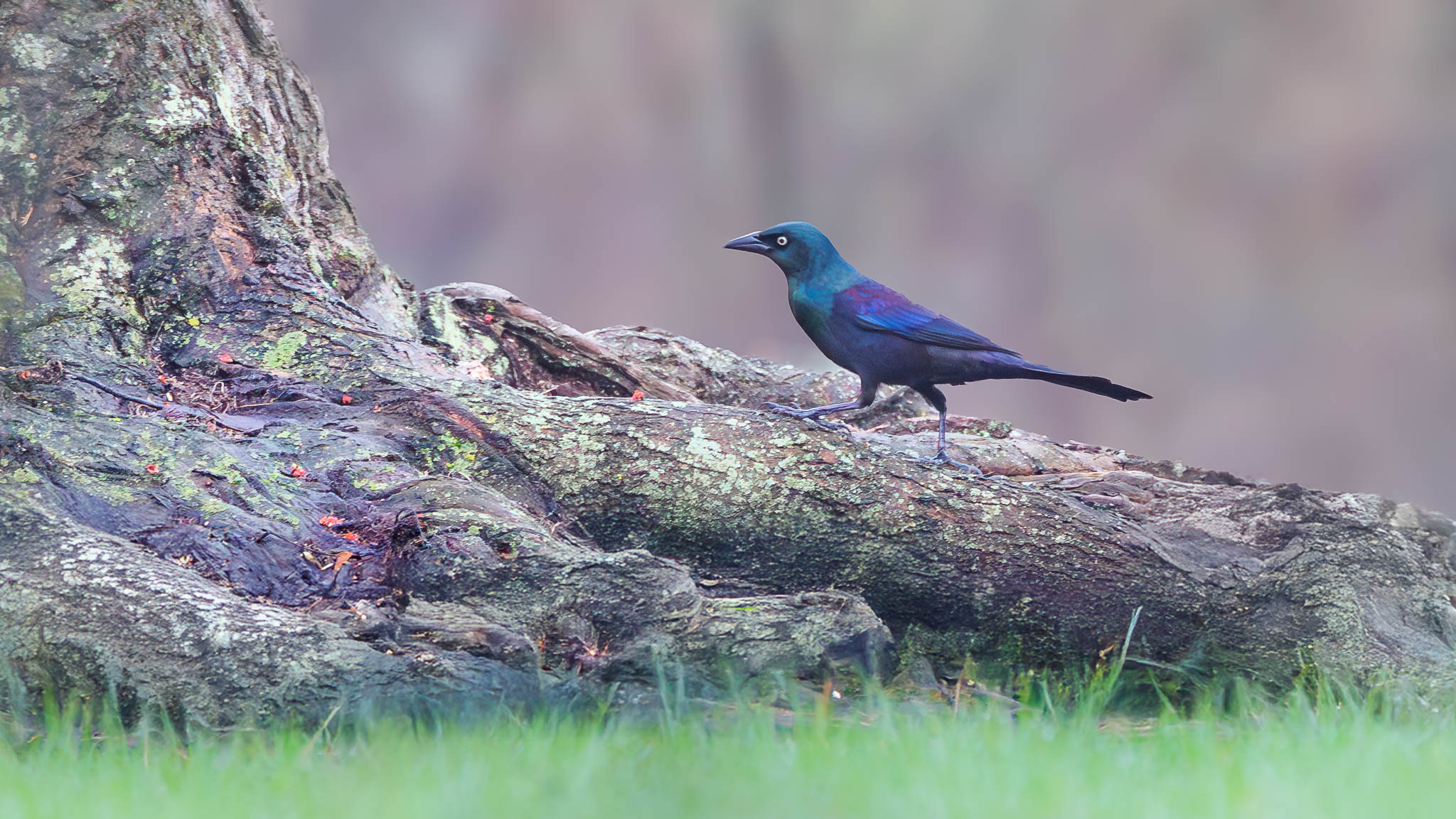 Common Grackle - In Search of Food