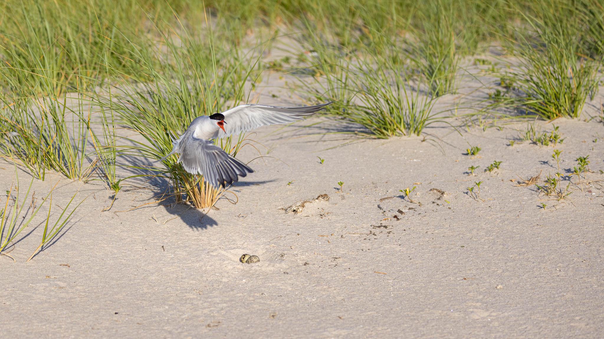 Common Tern - Defender Of The Nest