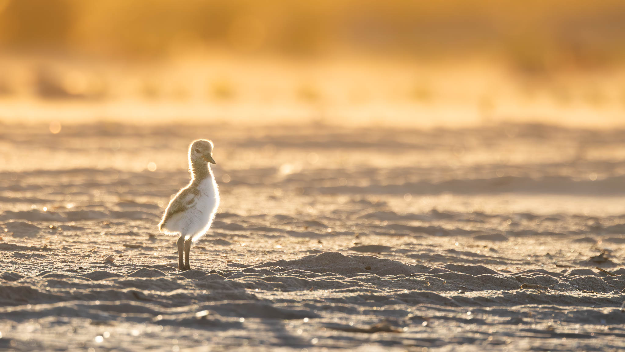 Common Tern - First Light, First Steps