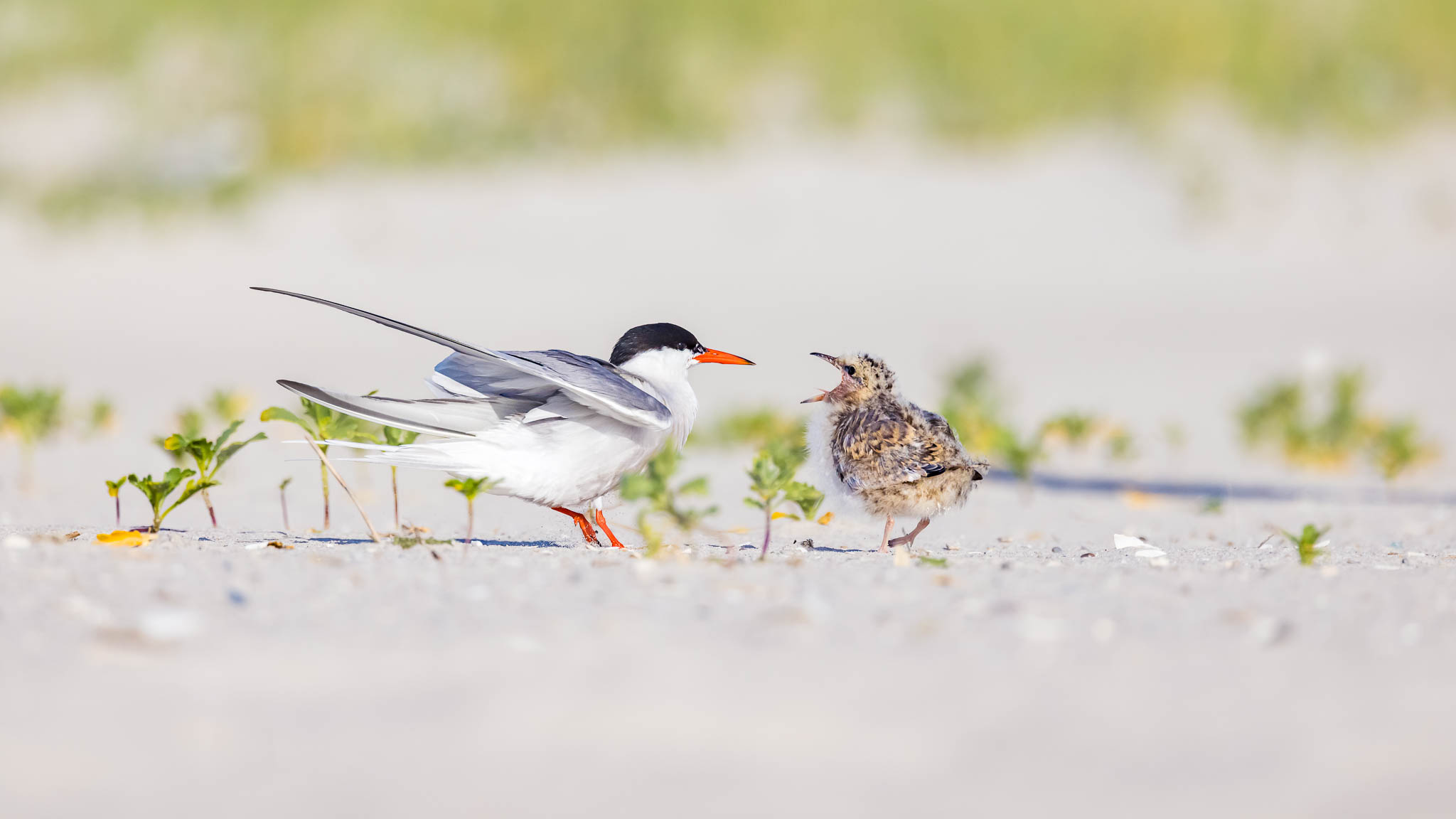 Common Terns - Did You Bring Lunch
