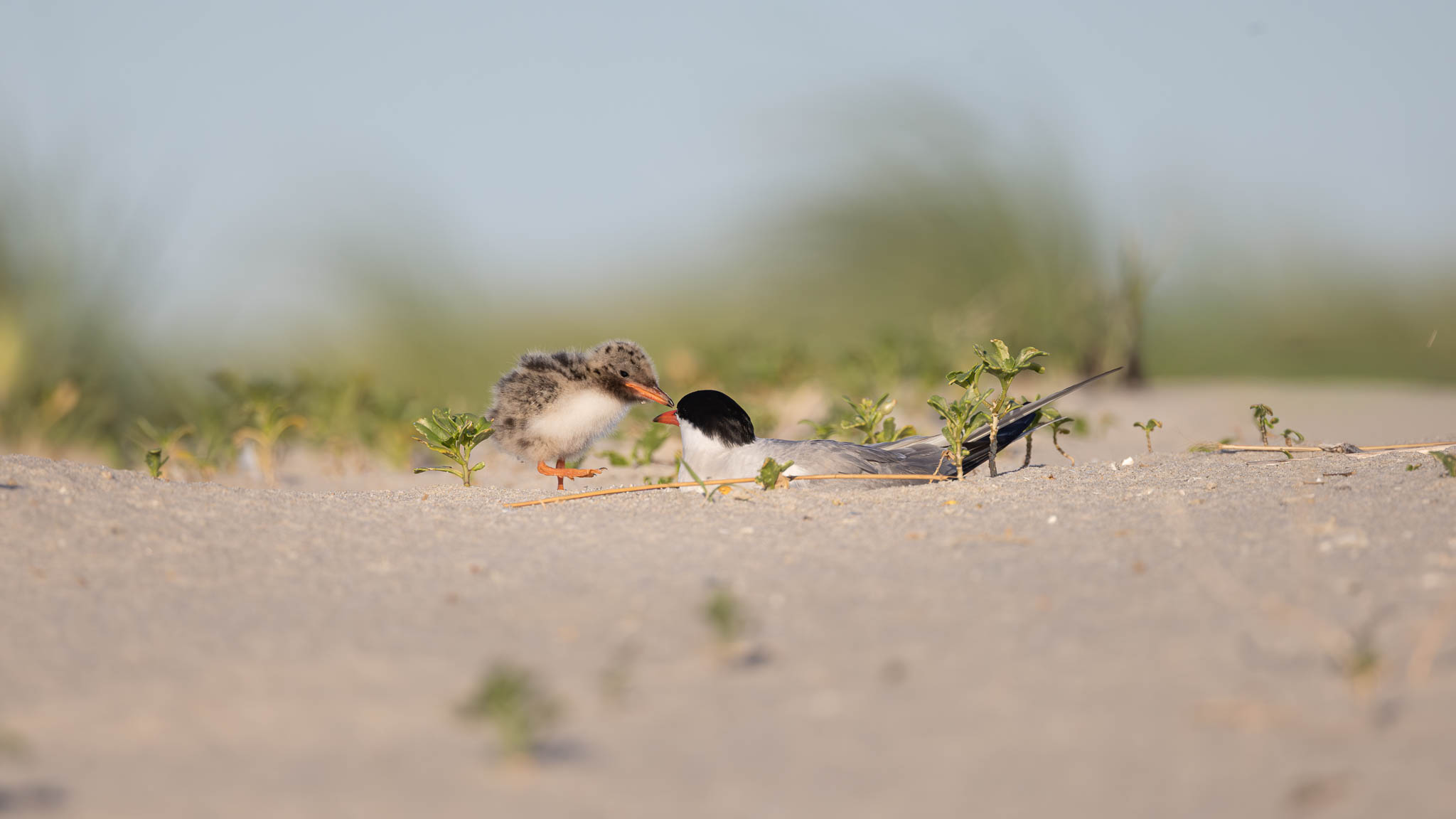 Common Terns - Just Between Us