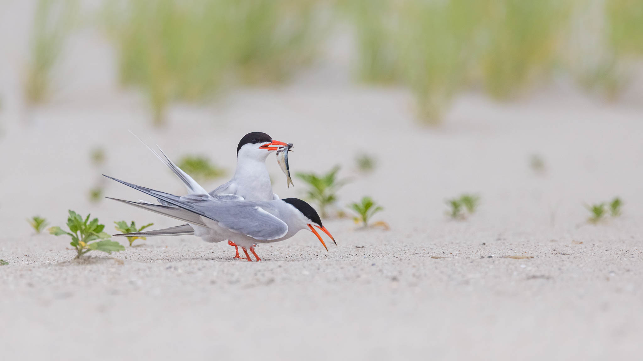 Common Terns - Lunch Has Arrived