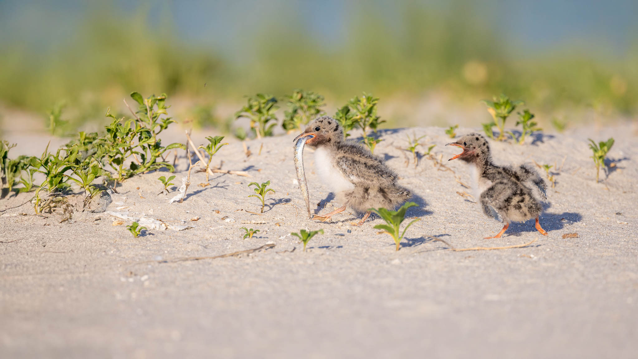 Common Terns - Please Share!