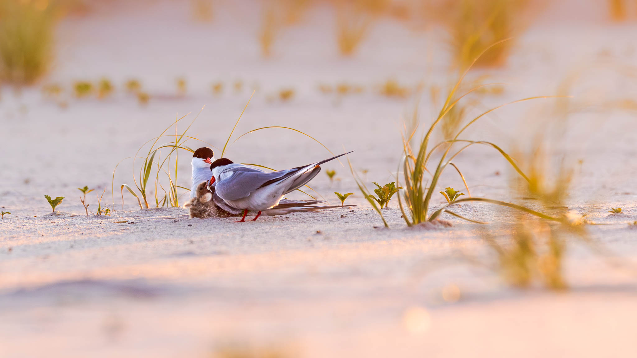 Common Terns - Sunrise Breakfast