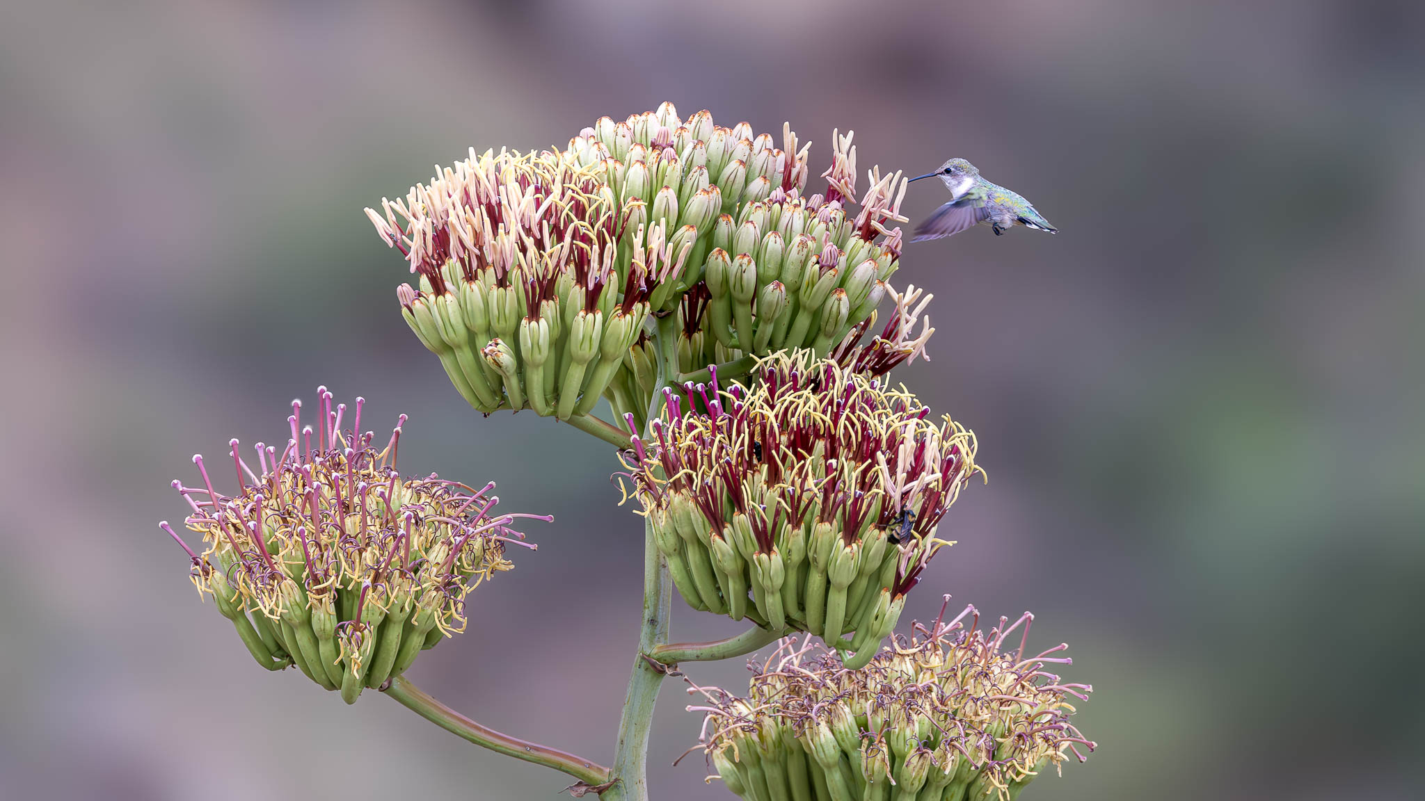 Costa's Hummingbird - A Giants Bloom A Featherweight Visitor