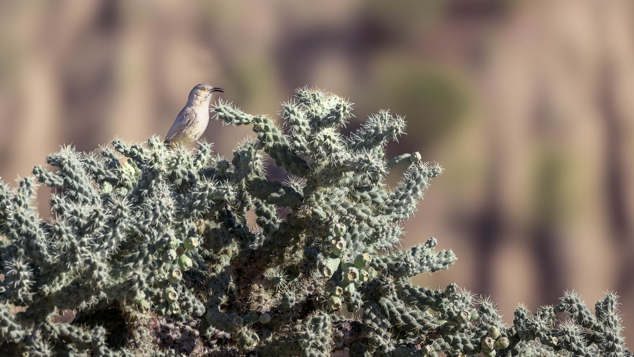 Curved Billed Thrasher - Standing Watch In The Cholla