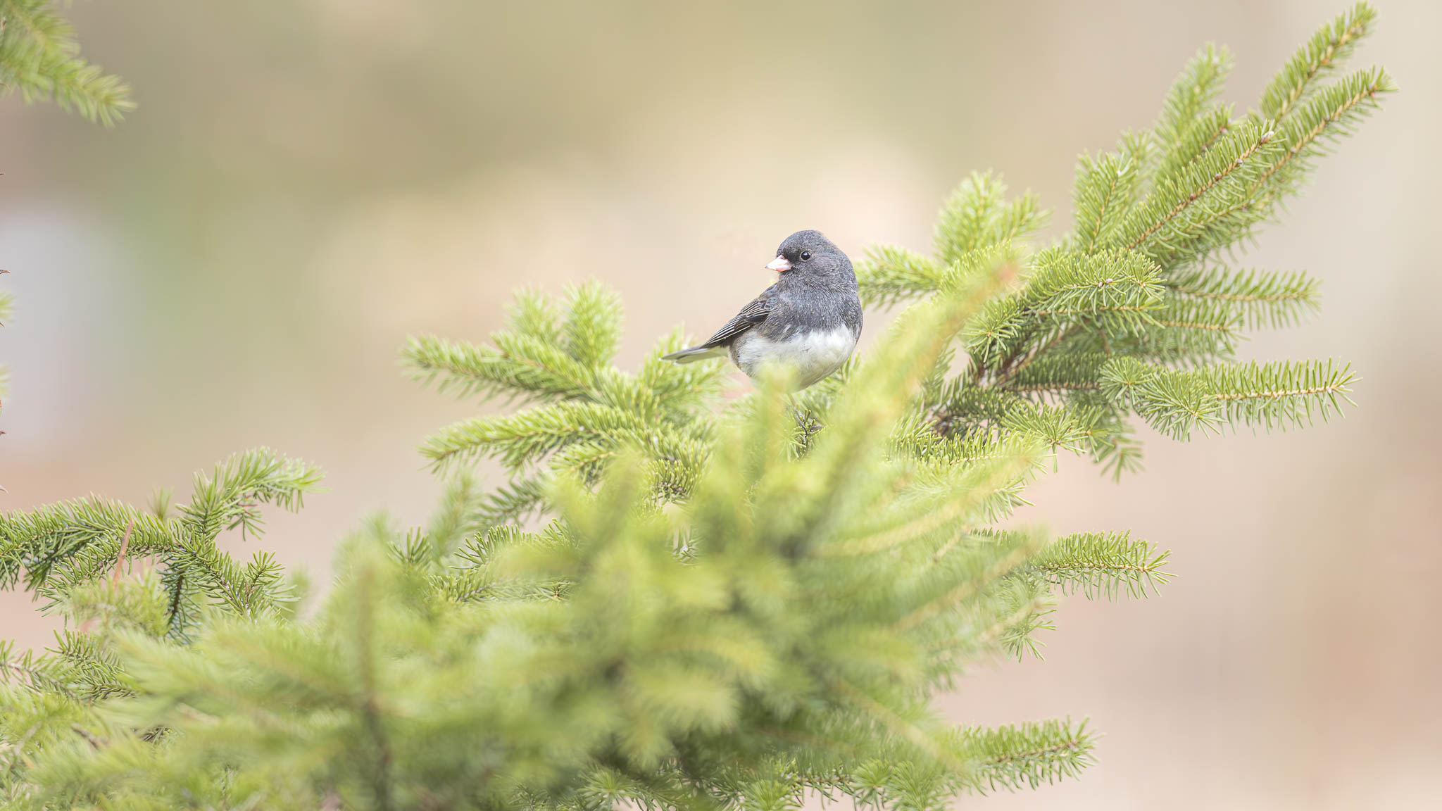 Dark Eyed Junco - Evergreen Pause