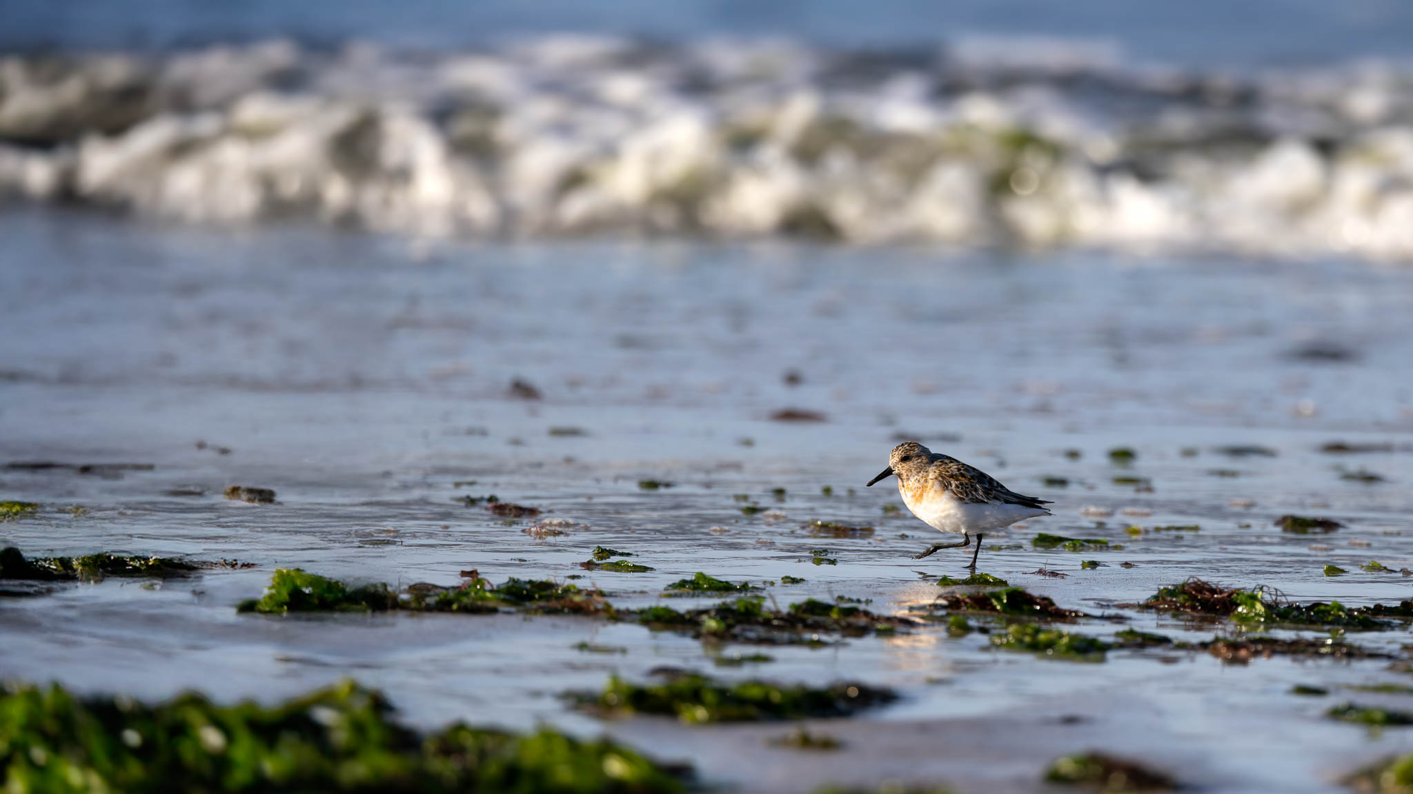 Dunlin - Low Tide Solitude