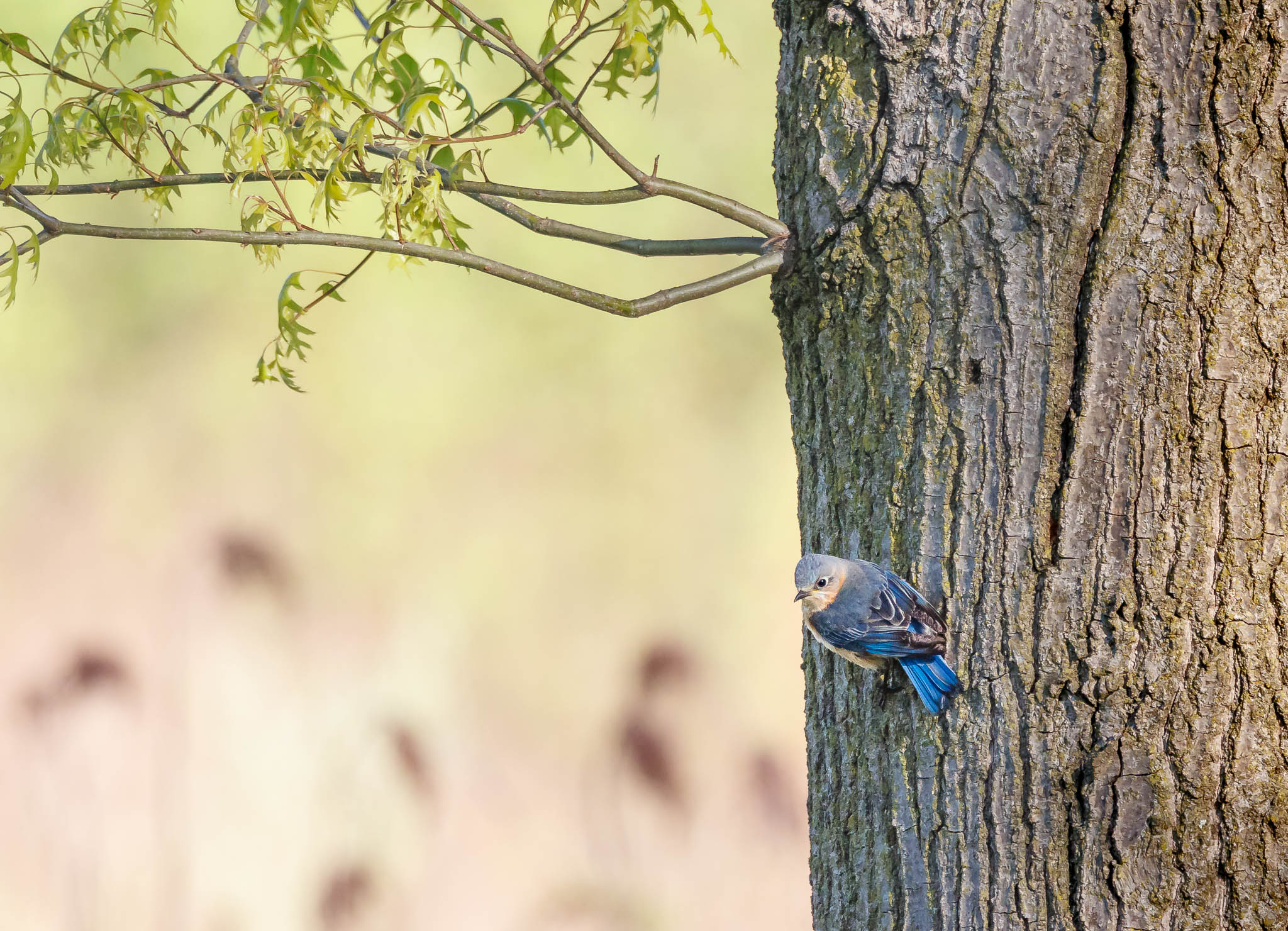 Eastern Bluebird - Flash of Blue in the Morning Sun