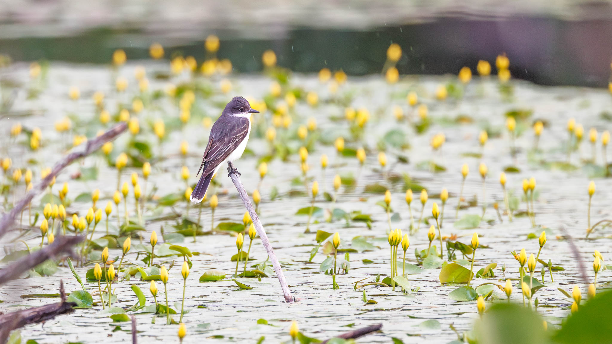 Eastern Kingbird - Low Perch Over the Lily Pads
