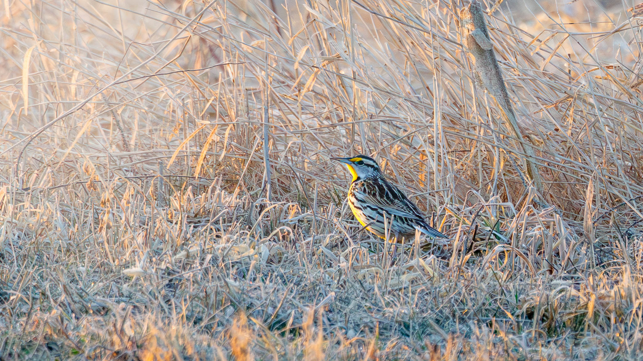 Eastern Meadowlark - In The Morning Sun