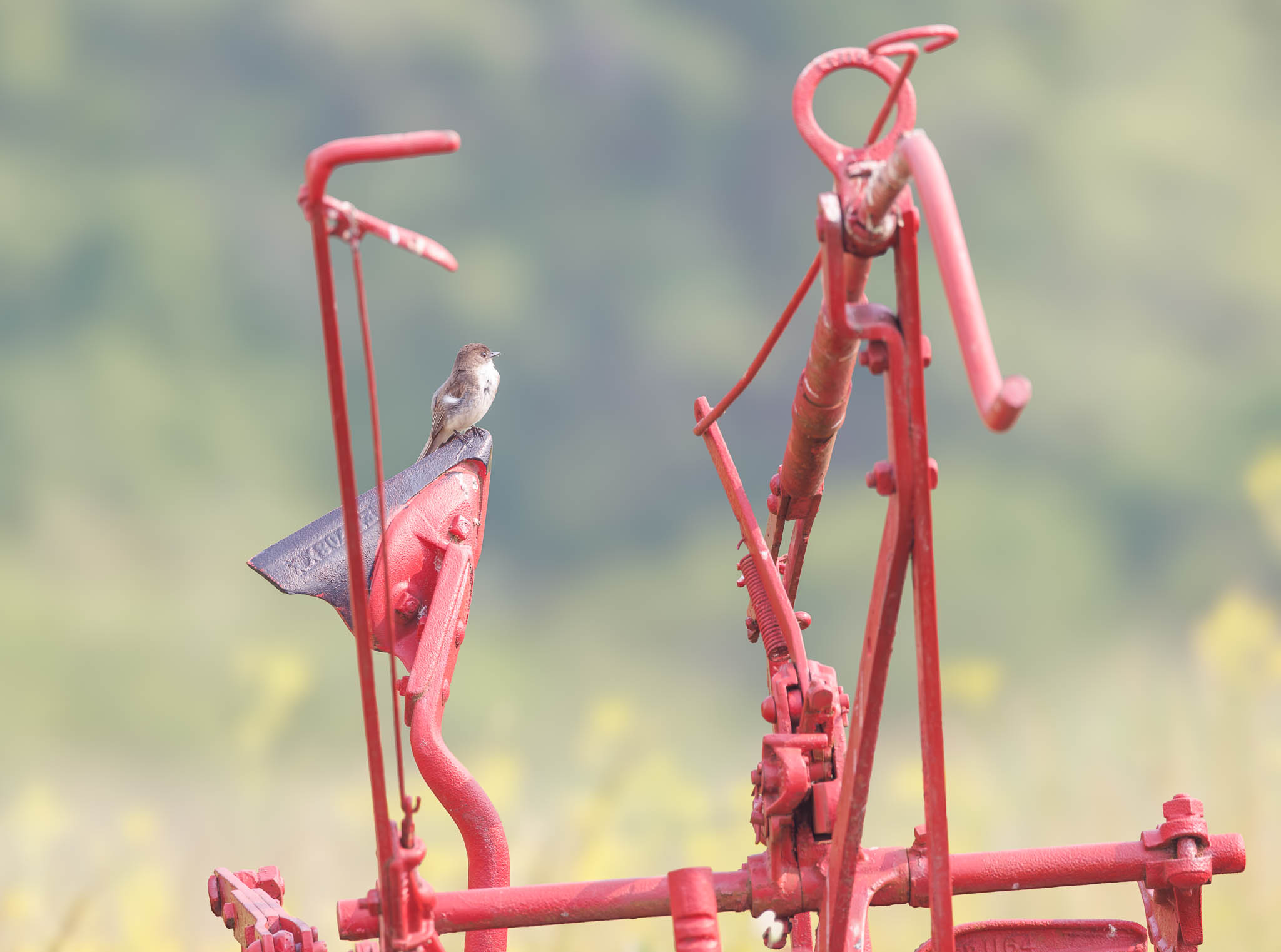 Eastern Phoebe - Watcher Of The Old Farm