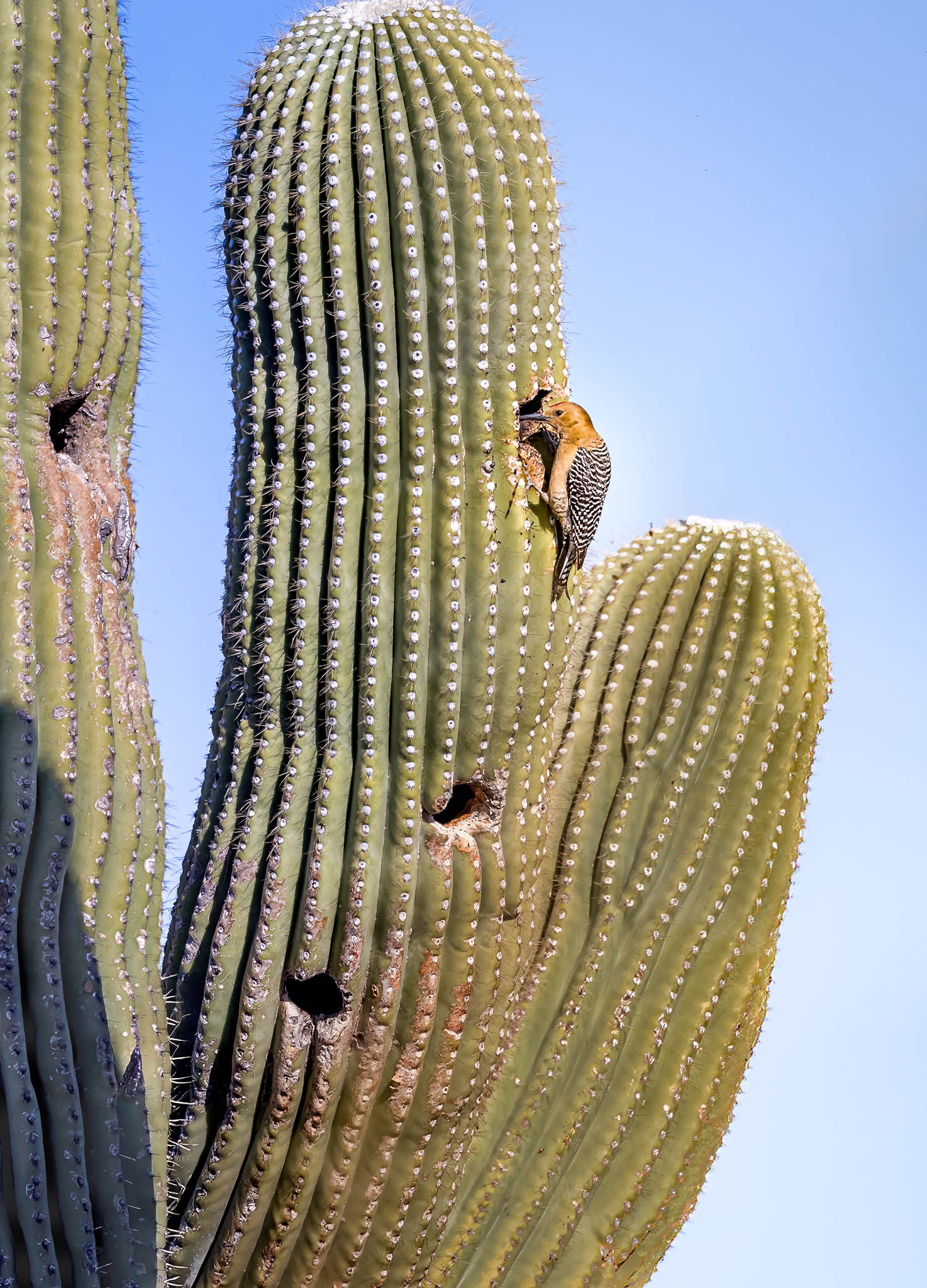 Gila Woodpecker - Home In The Saguaro