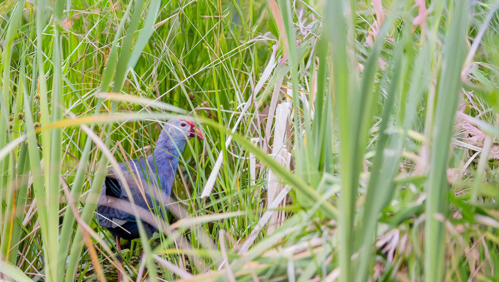 Gray Headed Swamphen - Hidden In The Reeds