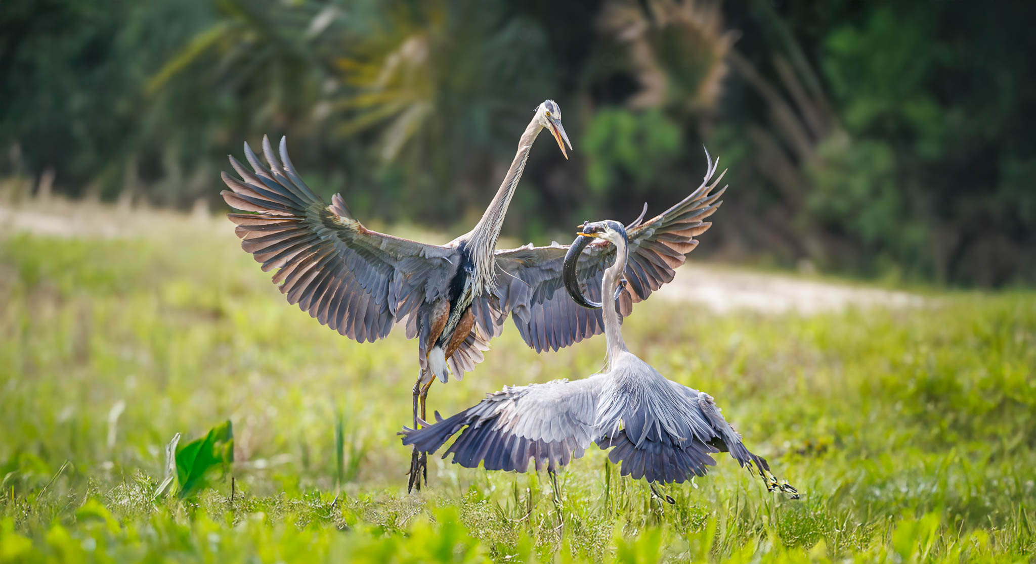 Great Blue Heron - A Battle For Lunch