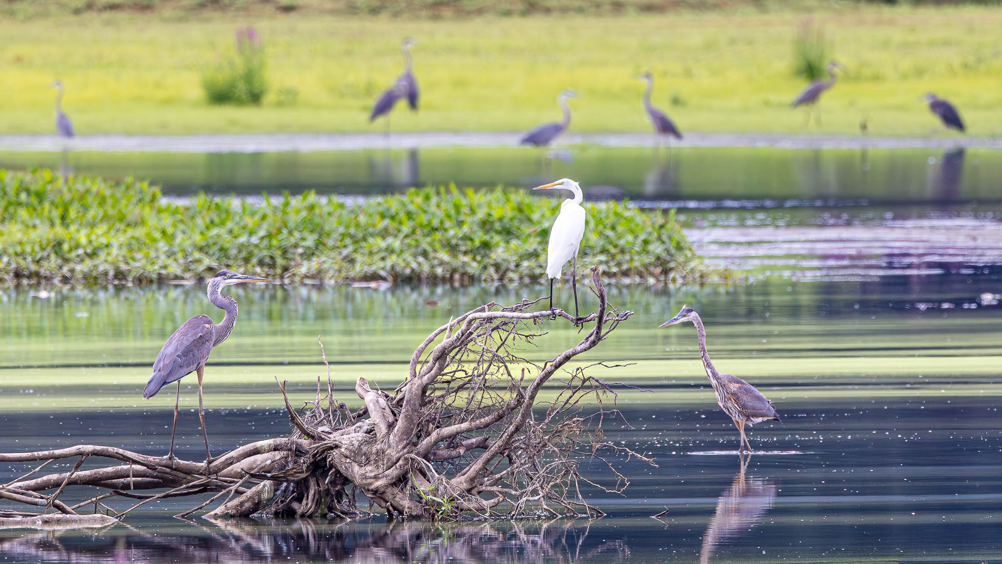 Great Egret & Great Blue Herons - Surrounded by Herons