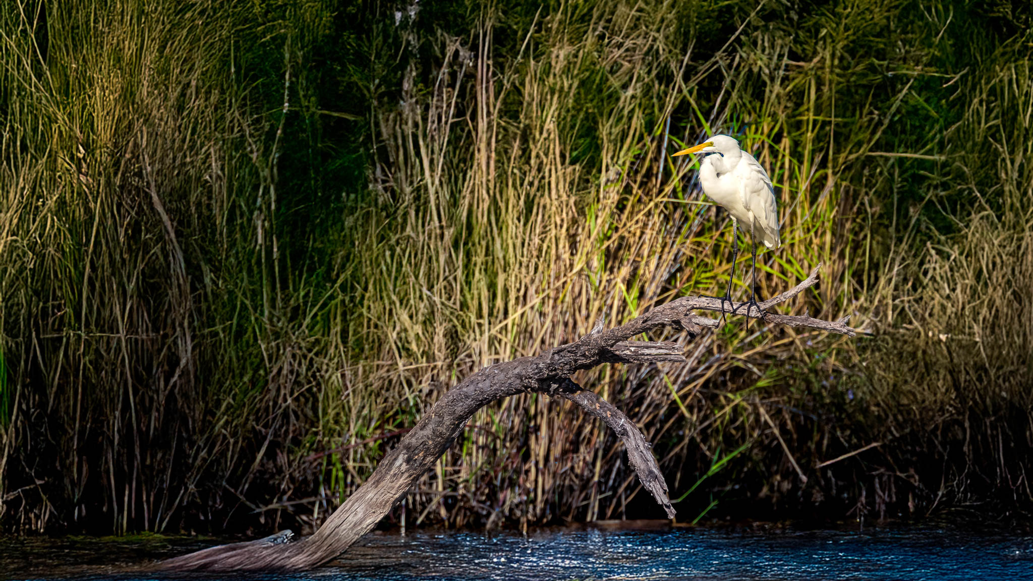 Great Egret - Still Watch