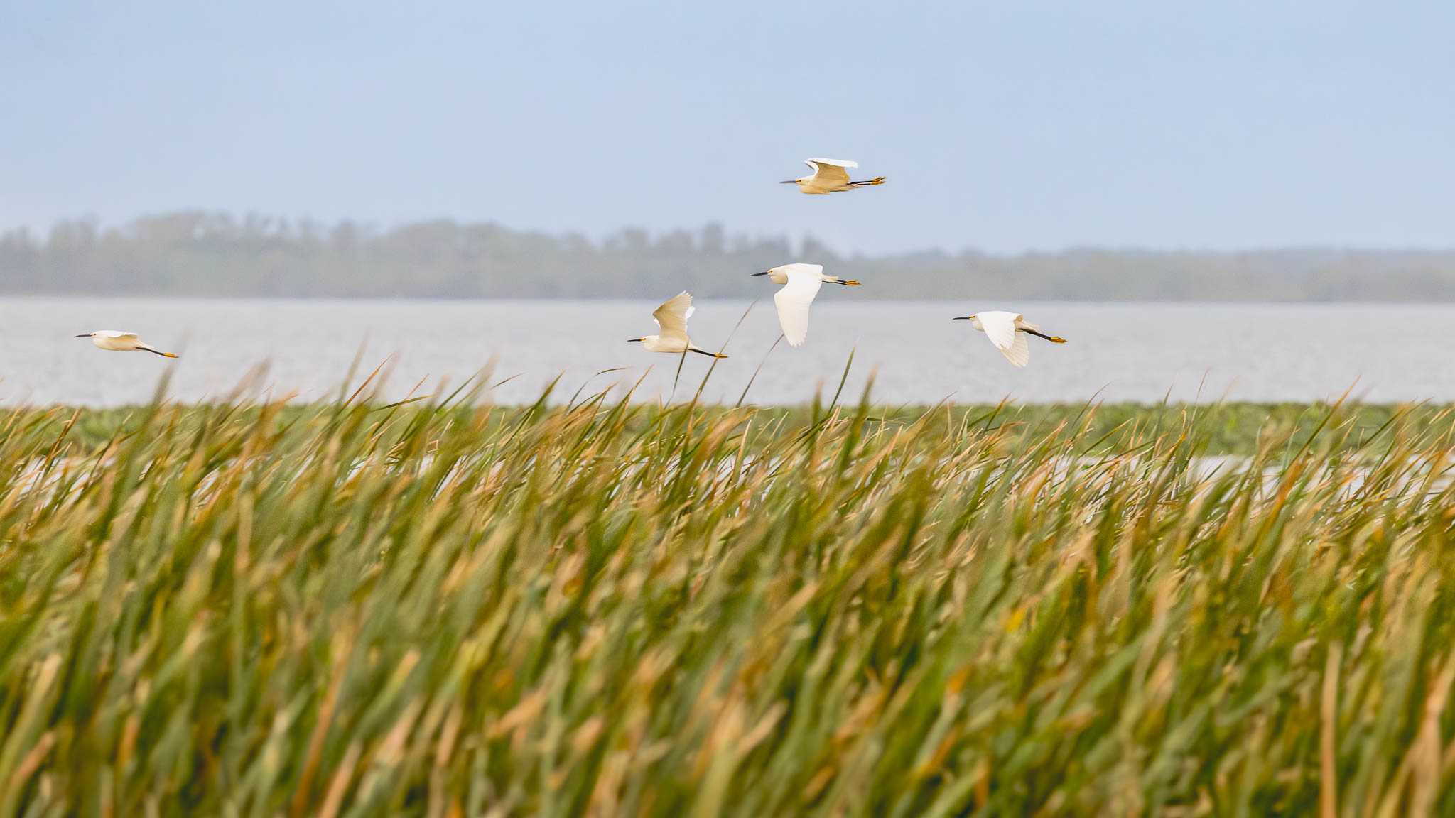 Great Egrets - Gliding Over The Wetlands