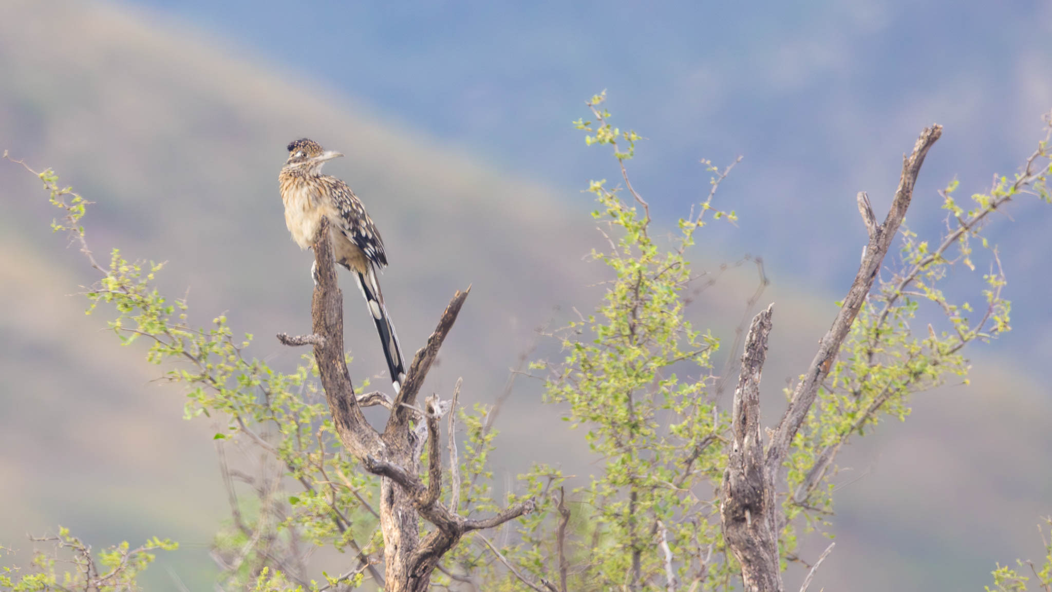 Greater Roadrunner - A Moment Off The Trail