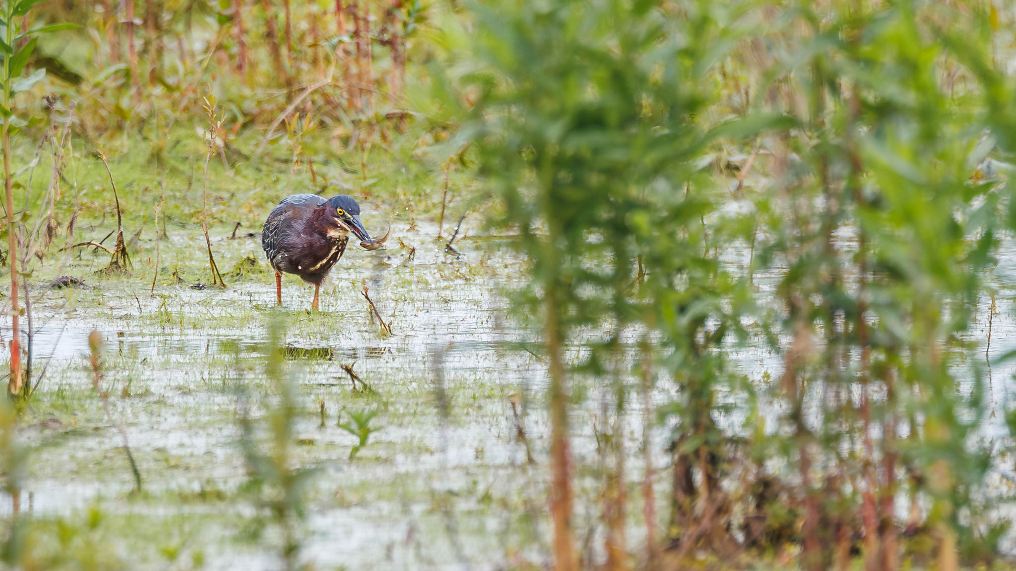 Green Heron - Got It