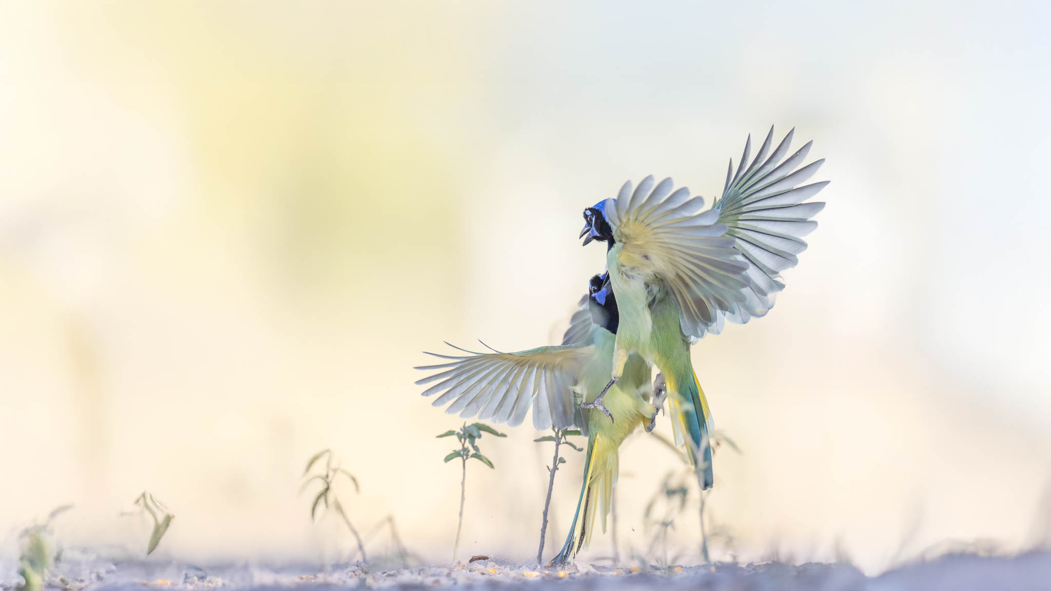 Green Jay - Where Color Aerial Standoff