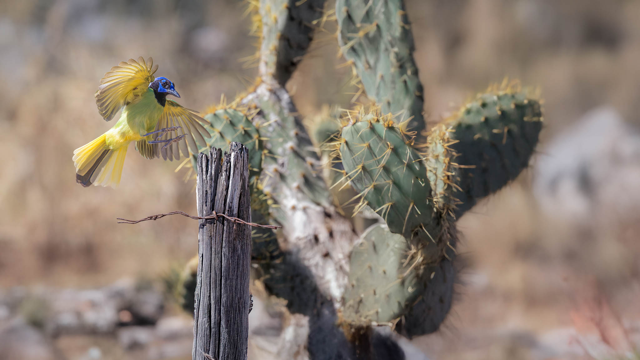 Green Jay - Where Color Meets Cactus