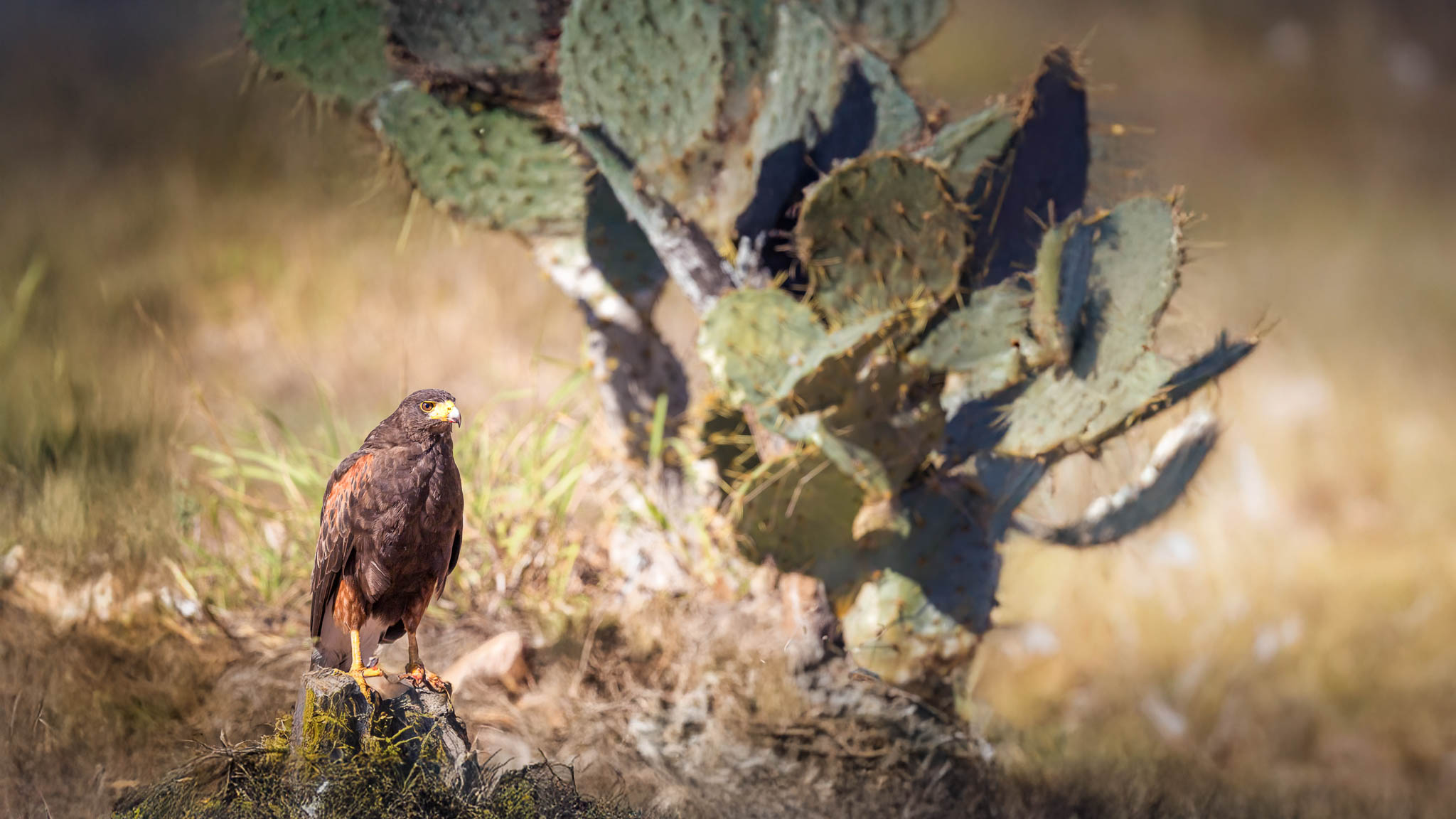 Harris's Hawk - Sentinel Of The Desert