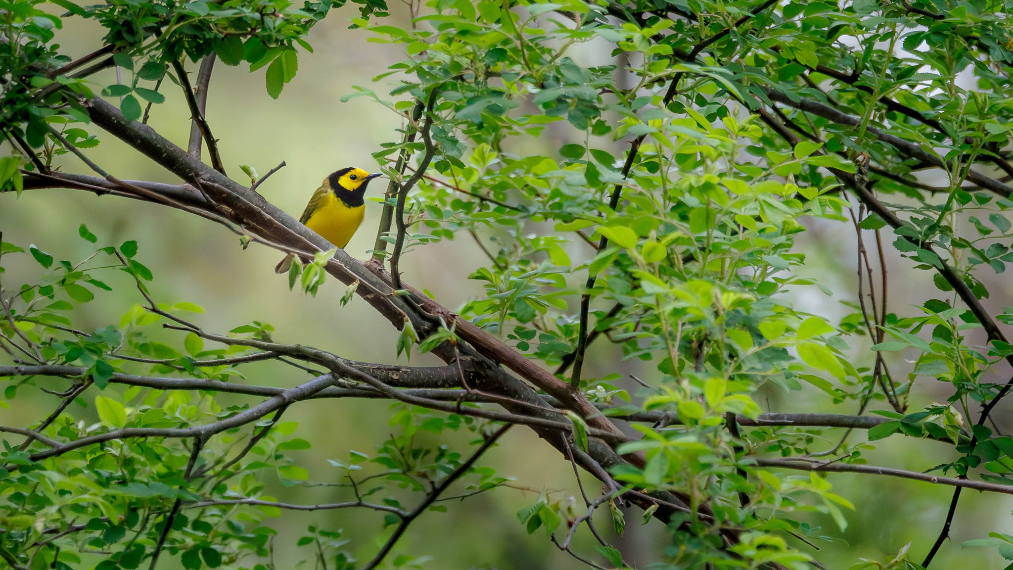 Hooded Warbler - A Flash of Yellow in the Forest