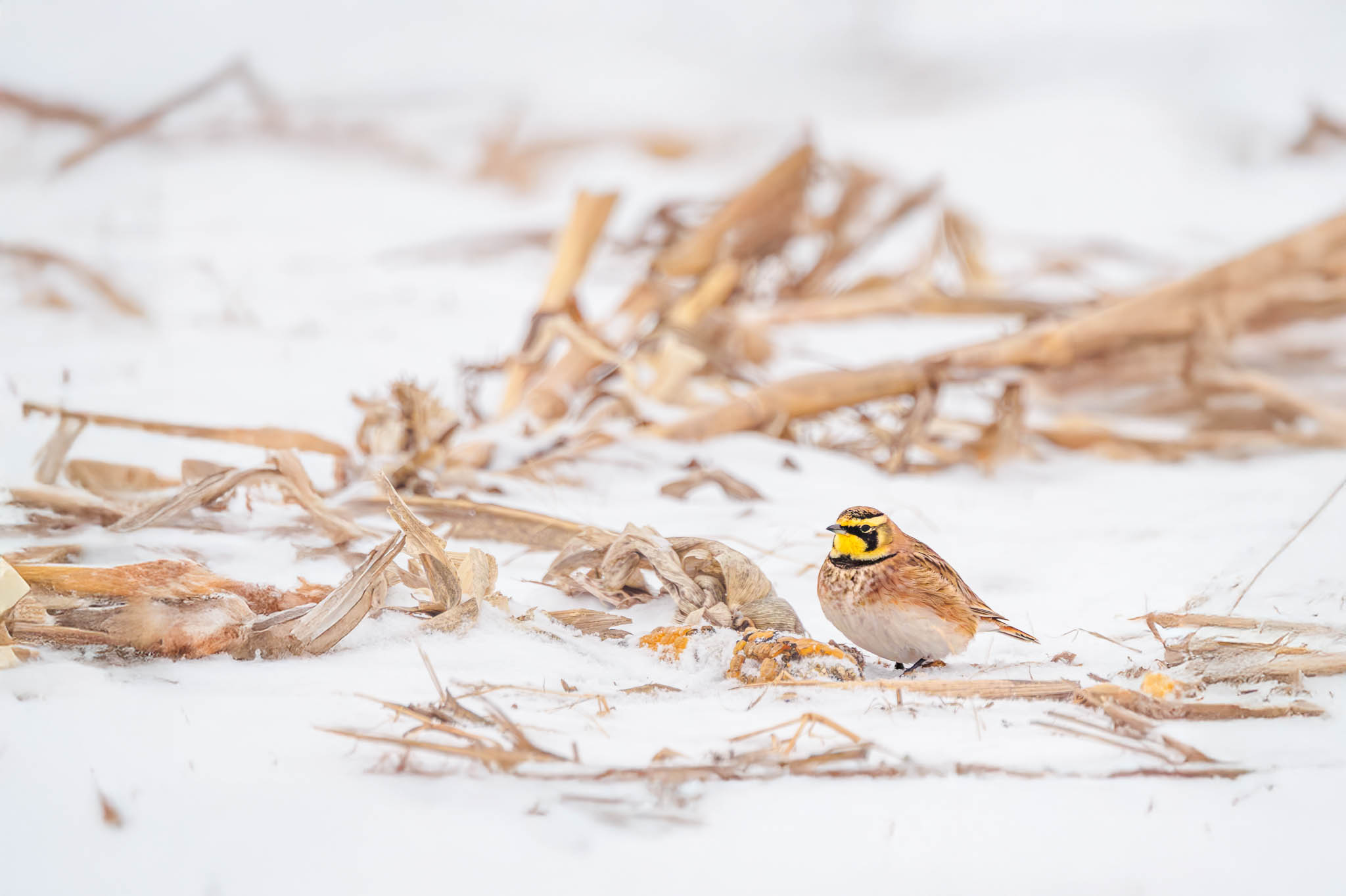 Horned Lark - Winter Survival