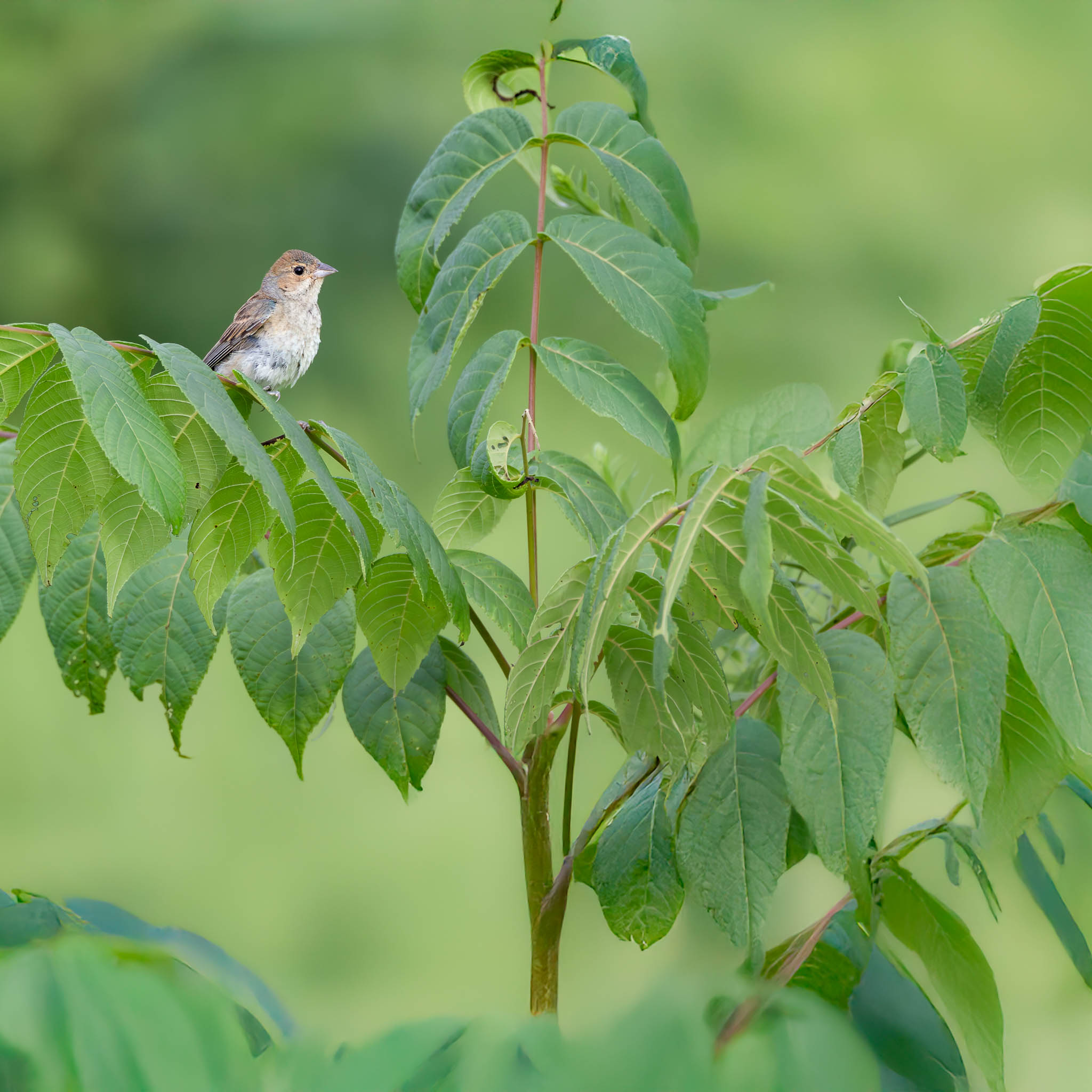 Indigo Bunting - Unassuming Beauty