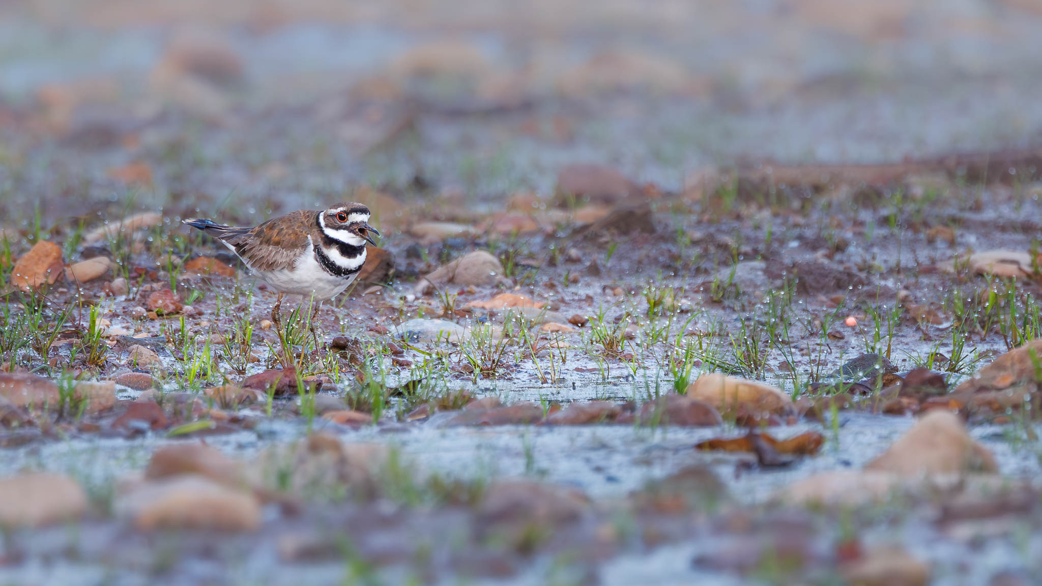 Killdeer - Walking Through the Dew