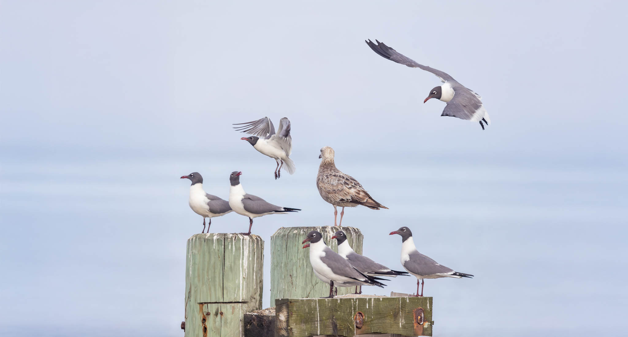 Laughing Gulls - Gathering Around