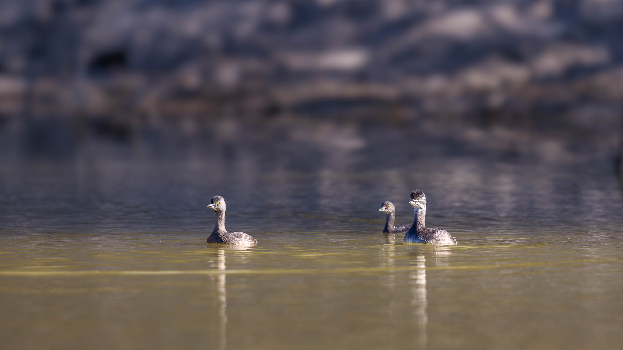 Least Grebe - A Grebe Family