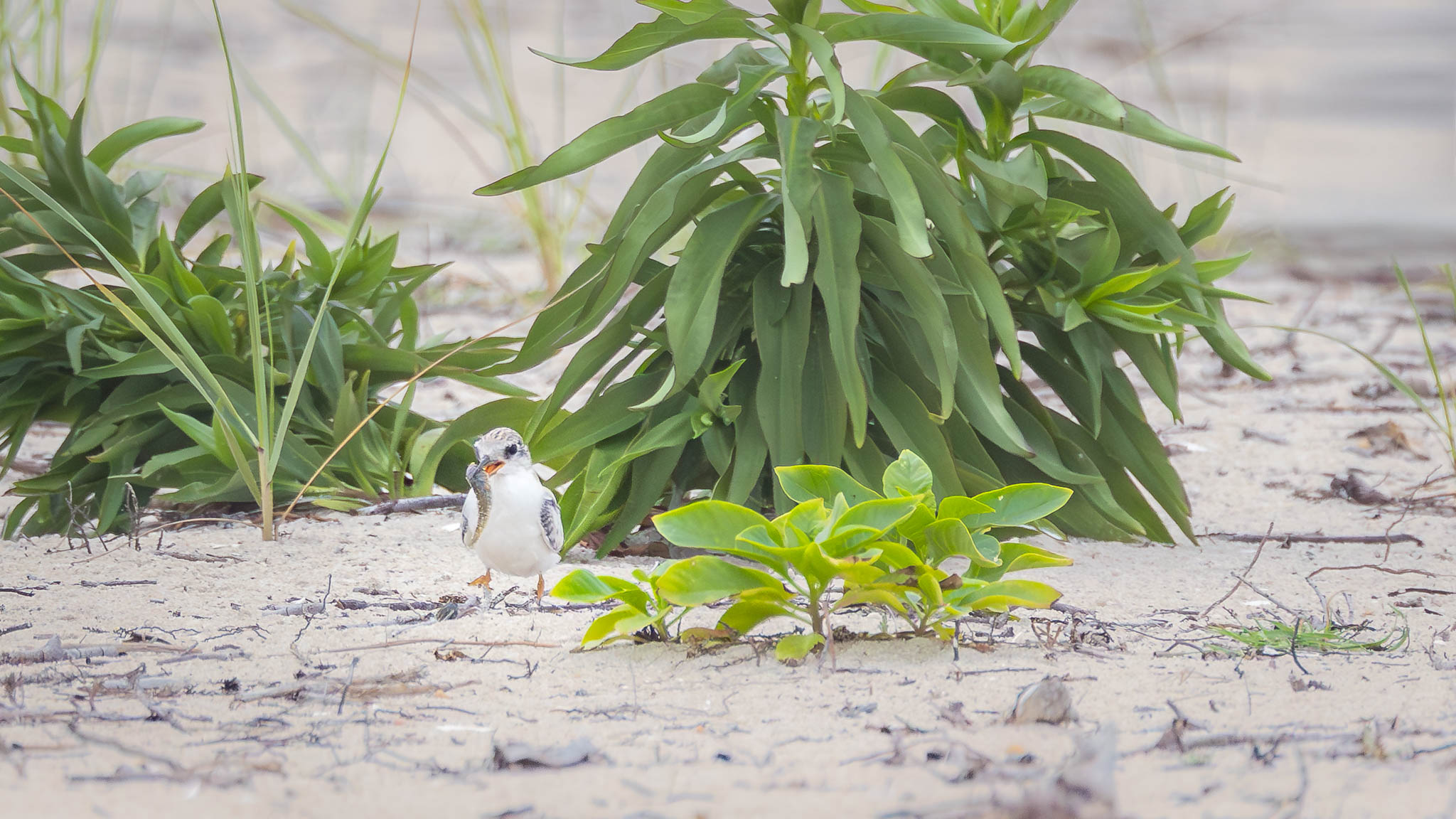 Least Tern - First Catch