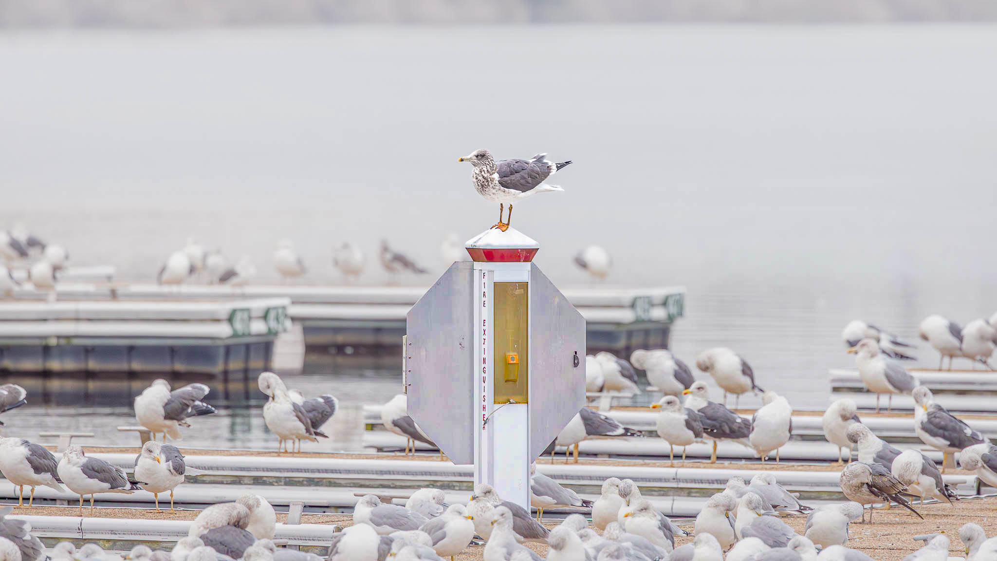 Lesser Black-Backed Gulls - A Foggy Gathering at the Marina