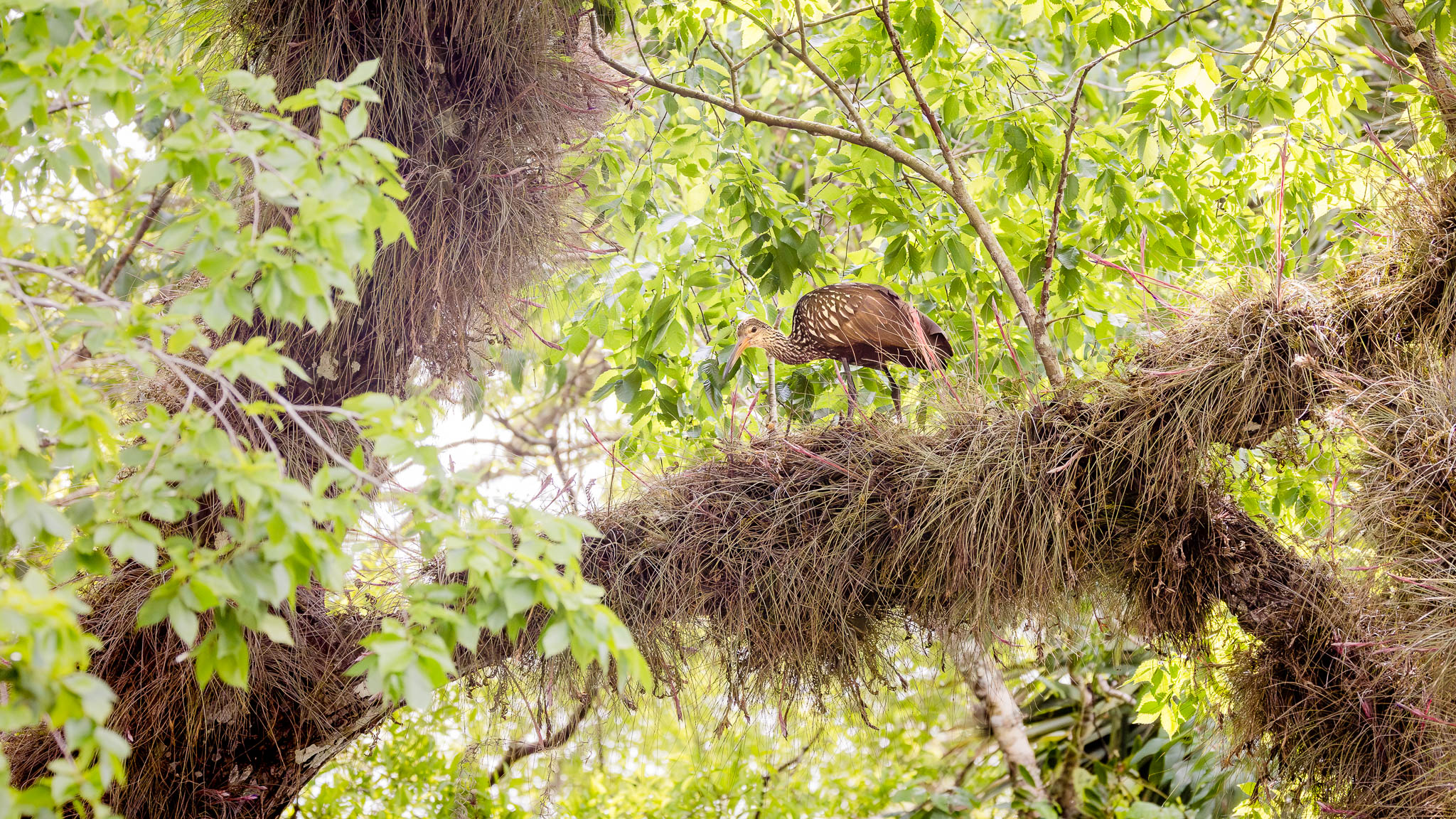 Limpkin - Watcher Of The Florida Backwaters