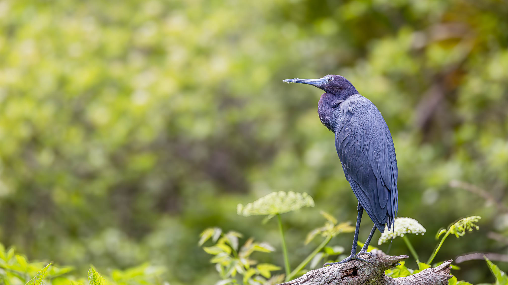 Little Blue Heron - Stillness In Blue