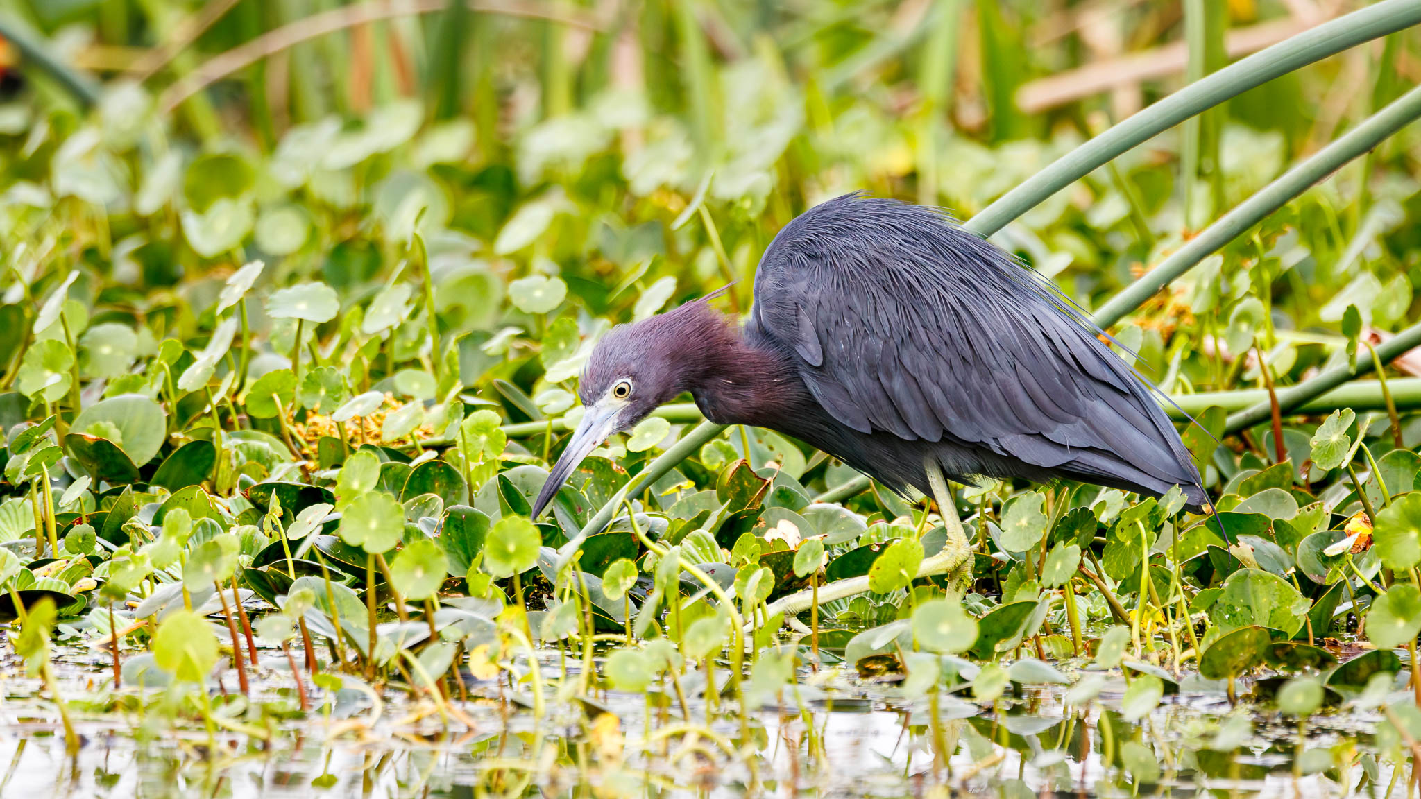 Little Blue Heron - Patient Foraging