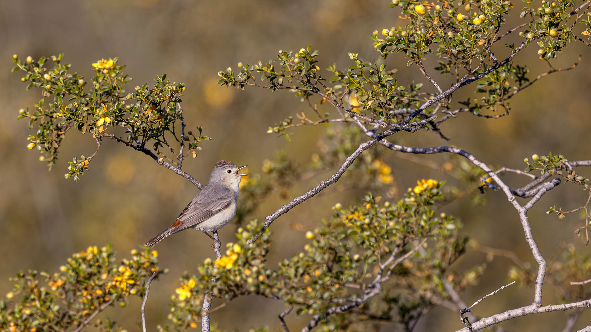 Lucy's Warbler - A Small Voice, A Vast Desert
