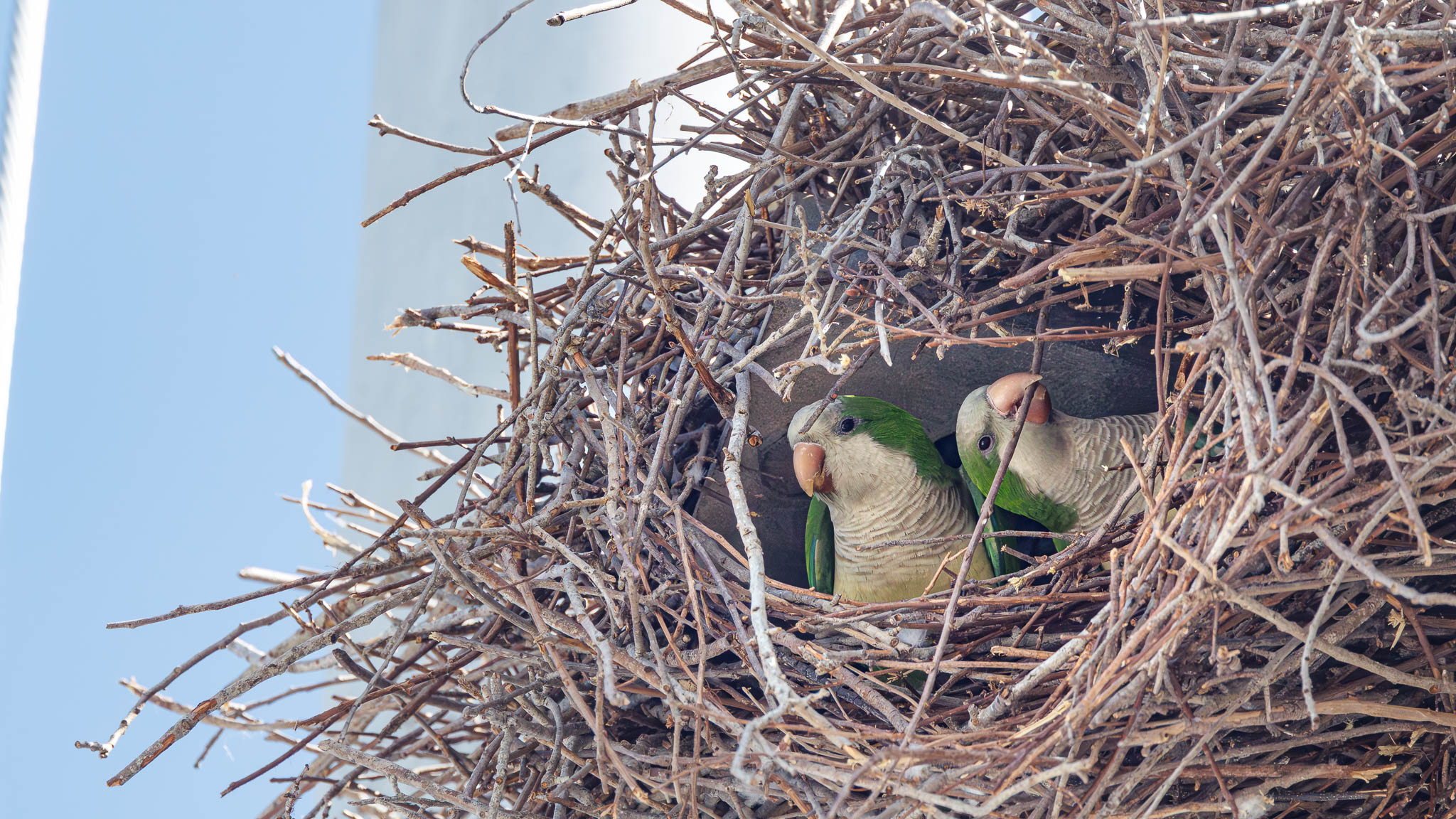 Monk Parakeets - Nestled