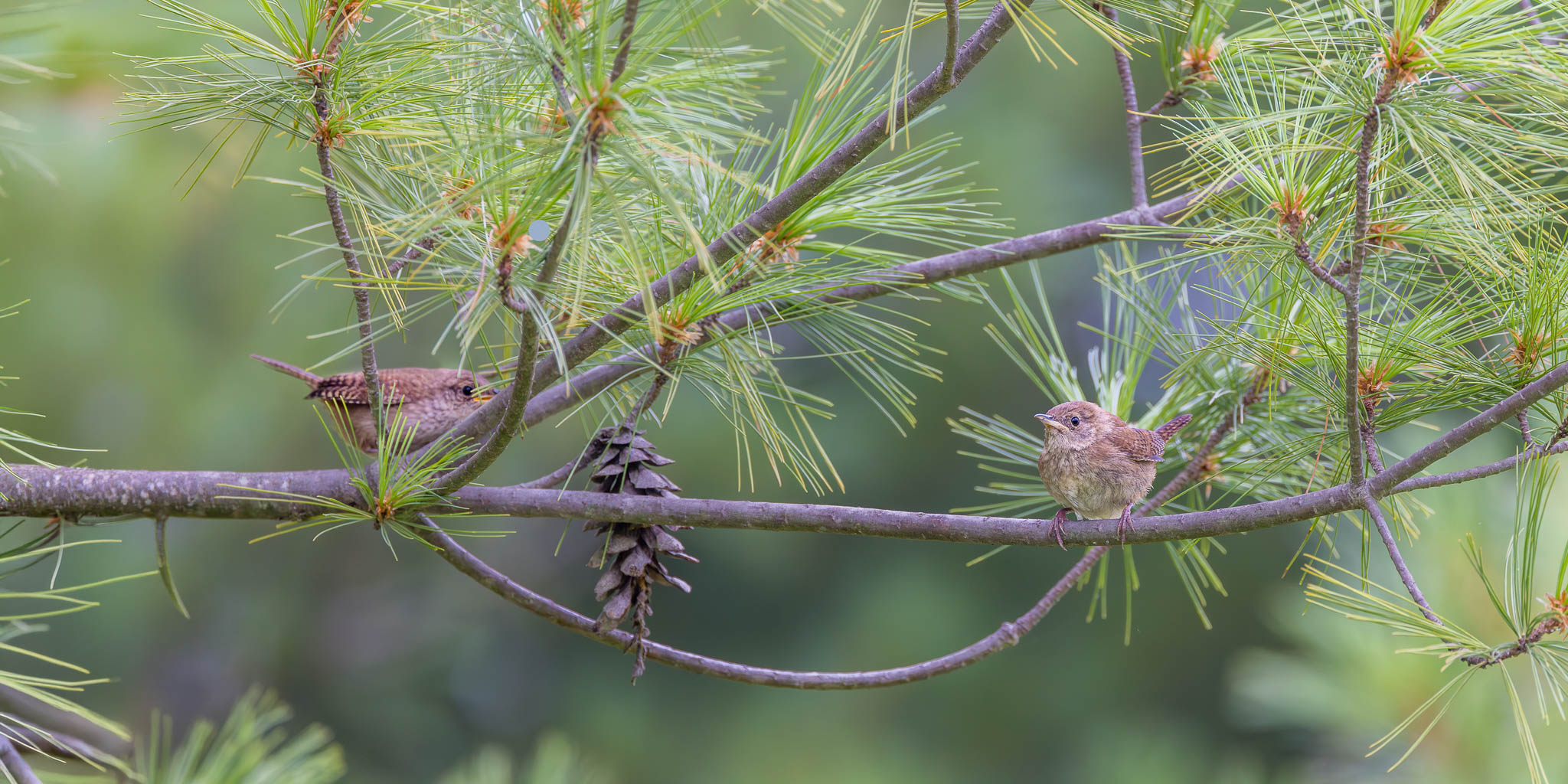 Northern House Wren - Fledgling Curiosity