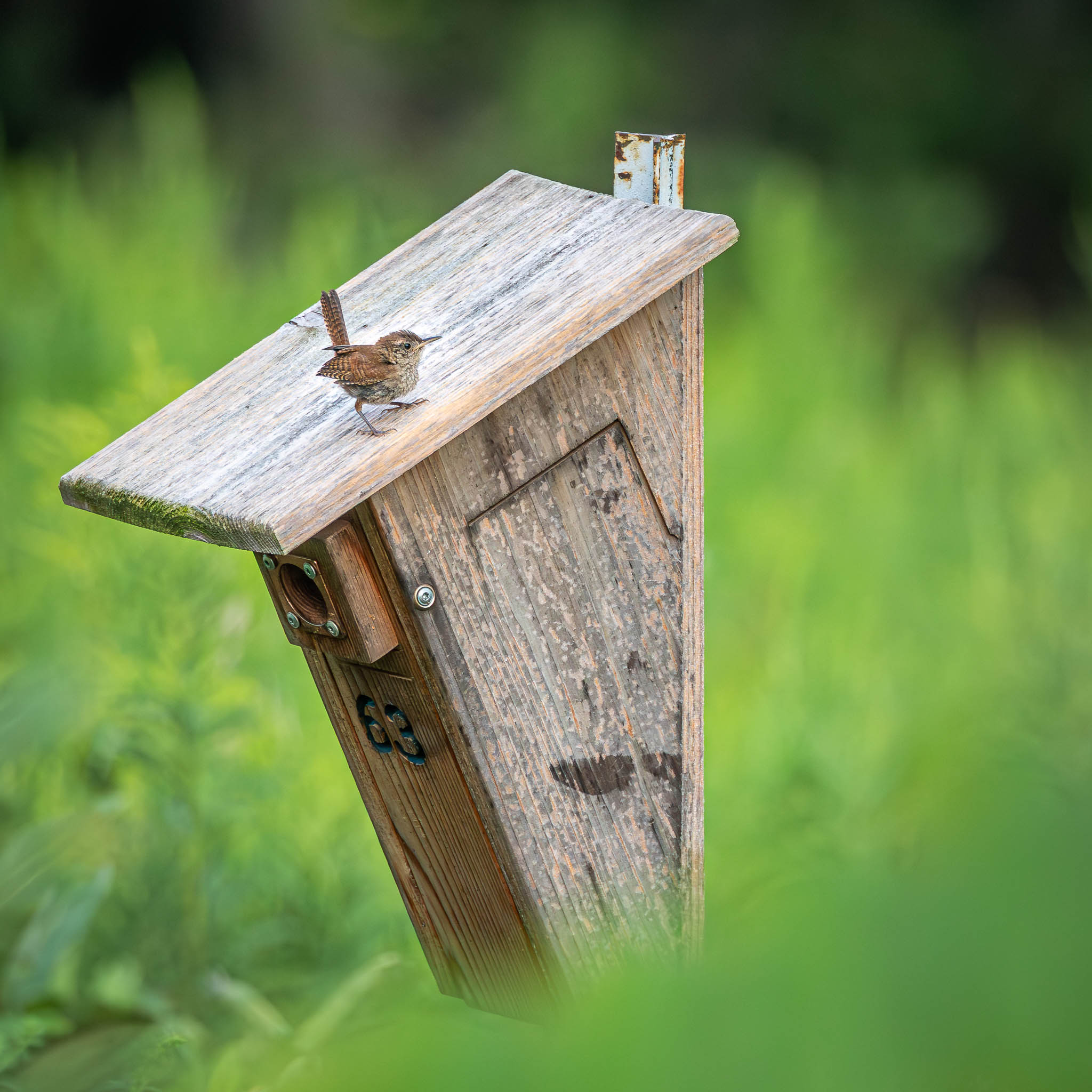 Northern House Wren - Rooftop Perch