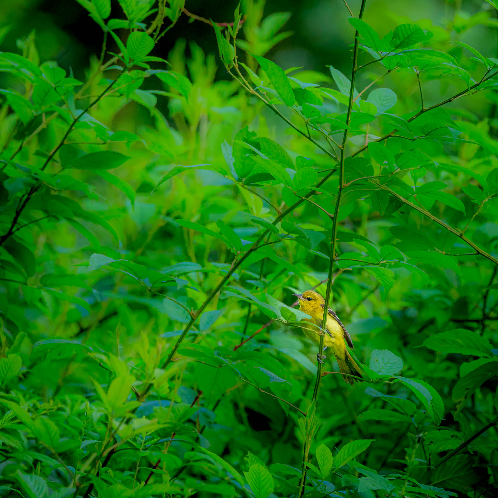 Orchard Oriole - Hidden In Green
